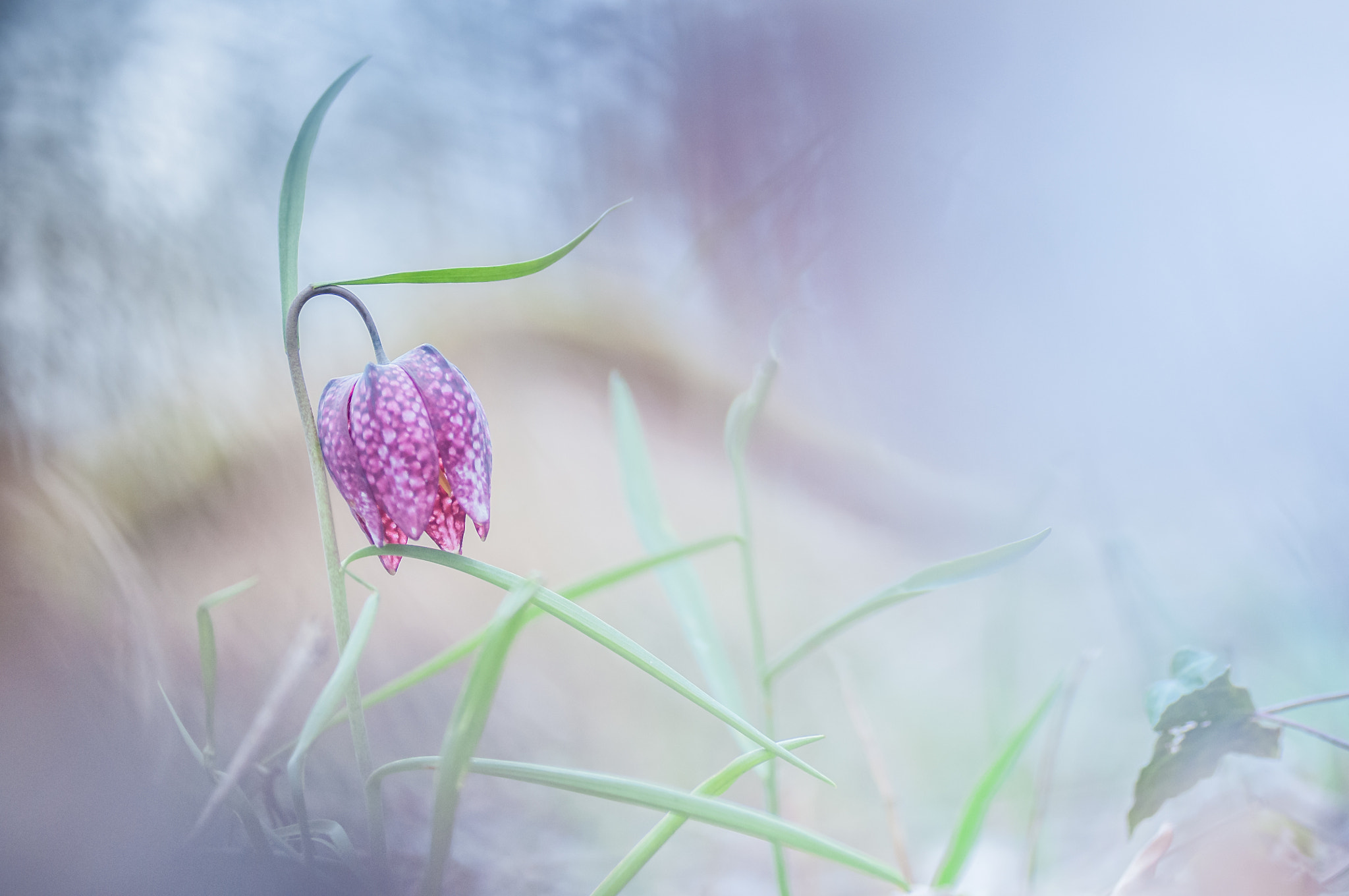 Nikon D300S sample photo. Fritillaria meleagris photography