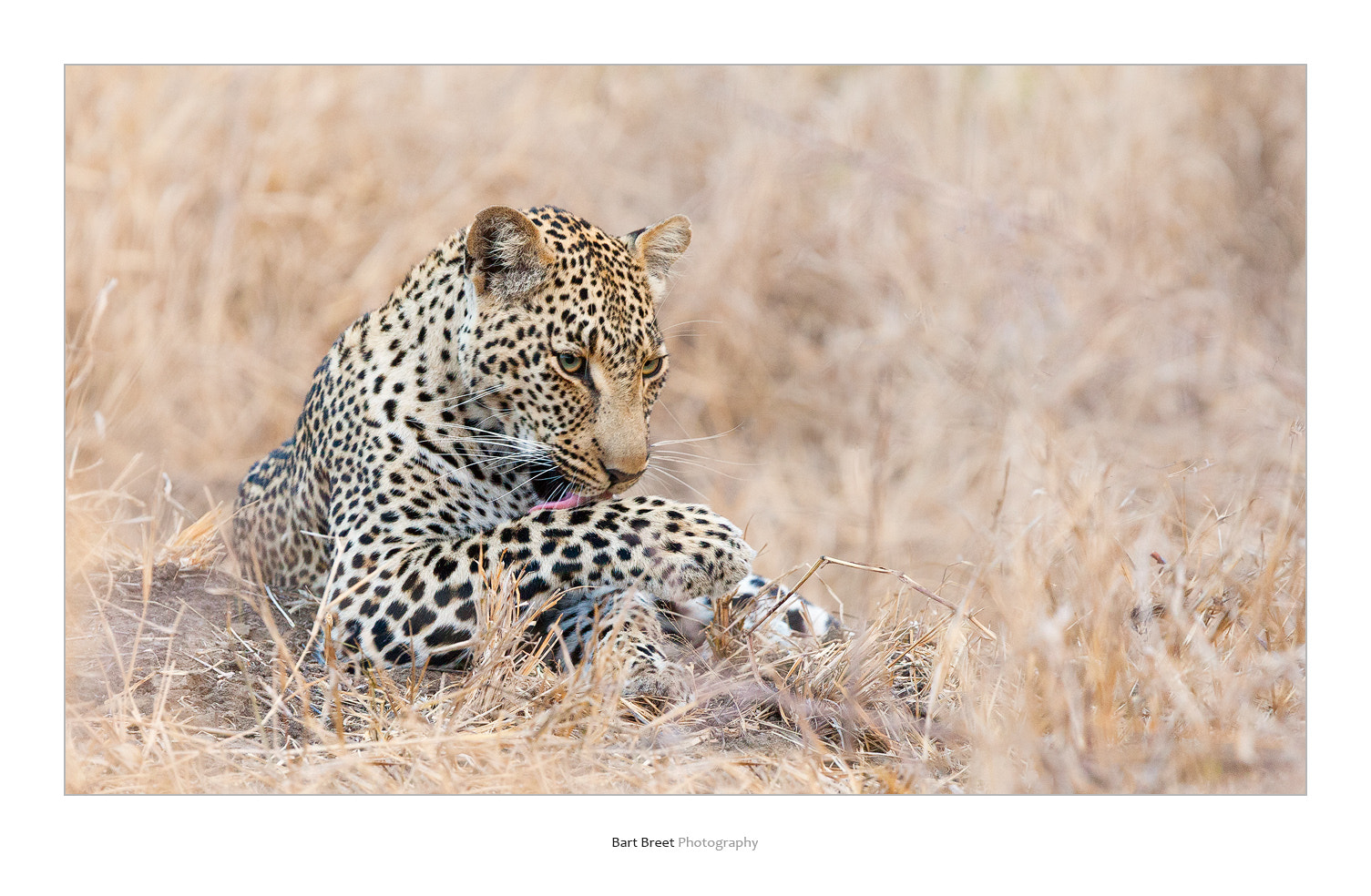 Canon EF 300mm F2.8L IS USM sample photo. Tyson photography