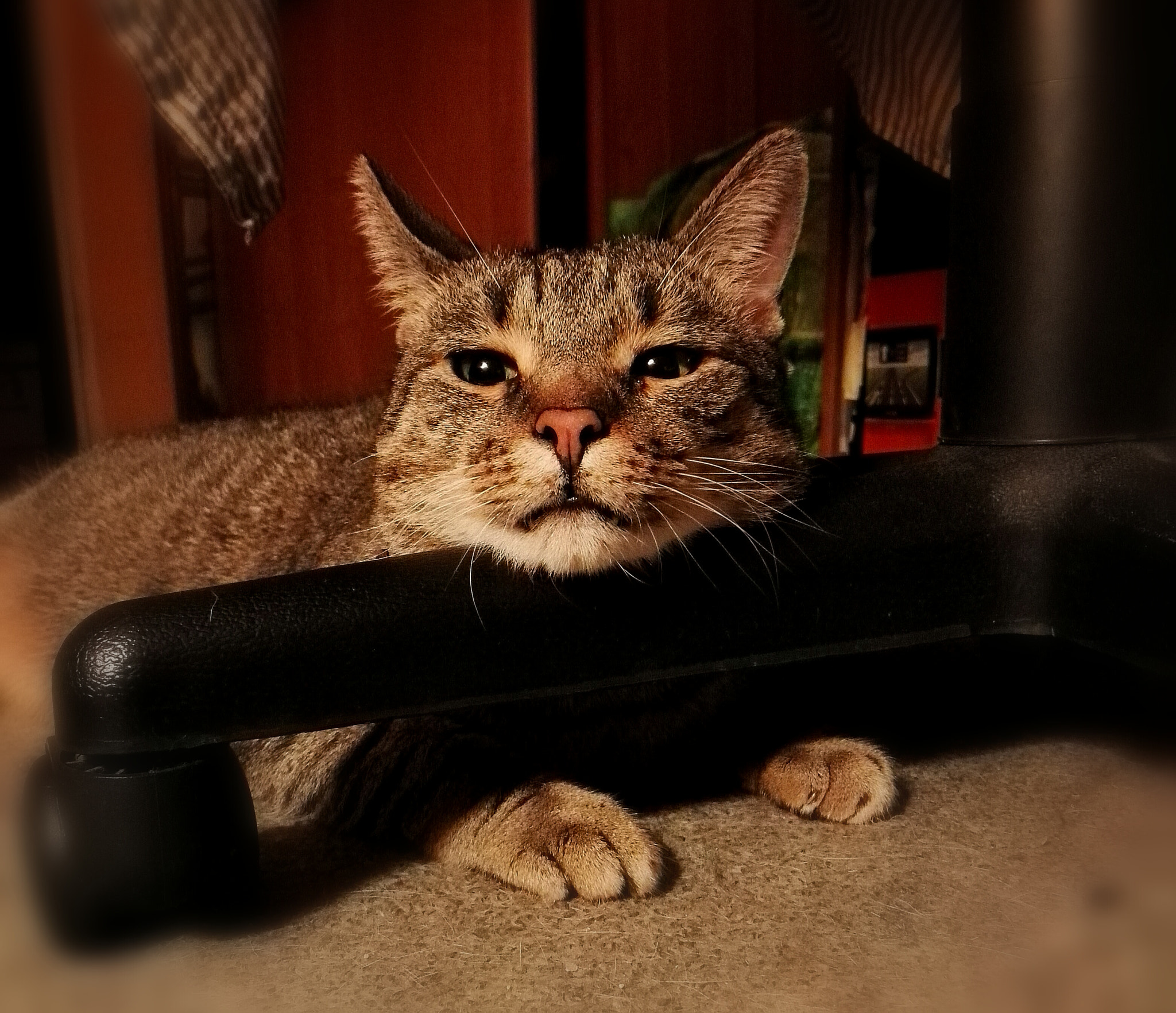 HUAWEI GRA-L09 sample photo. My cat :) photography