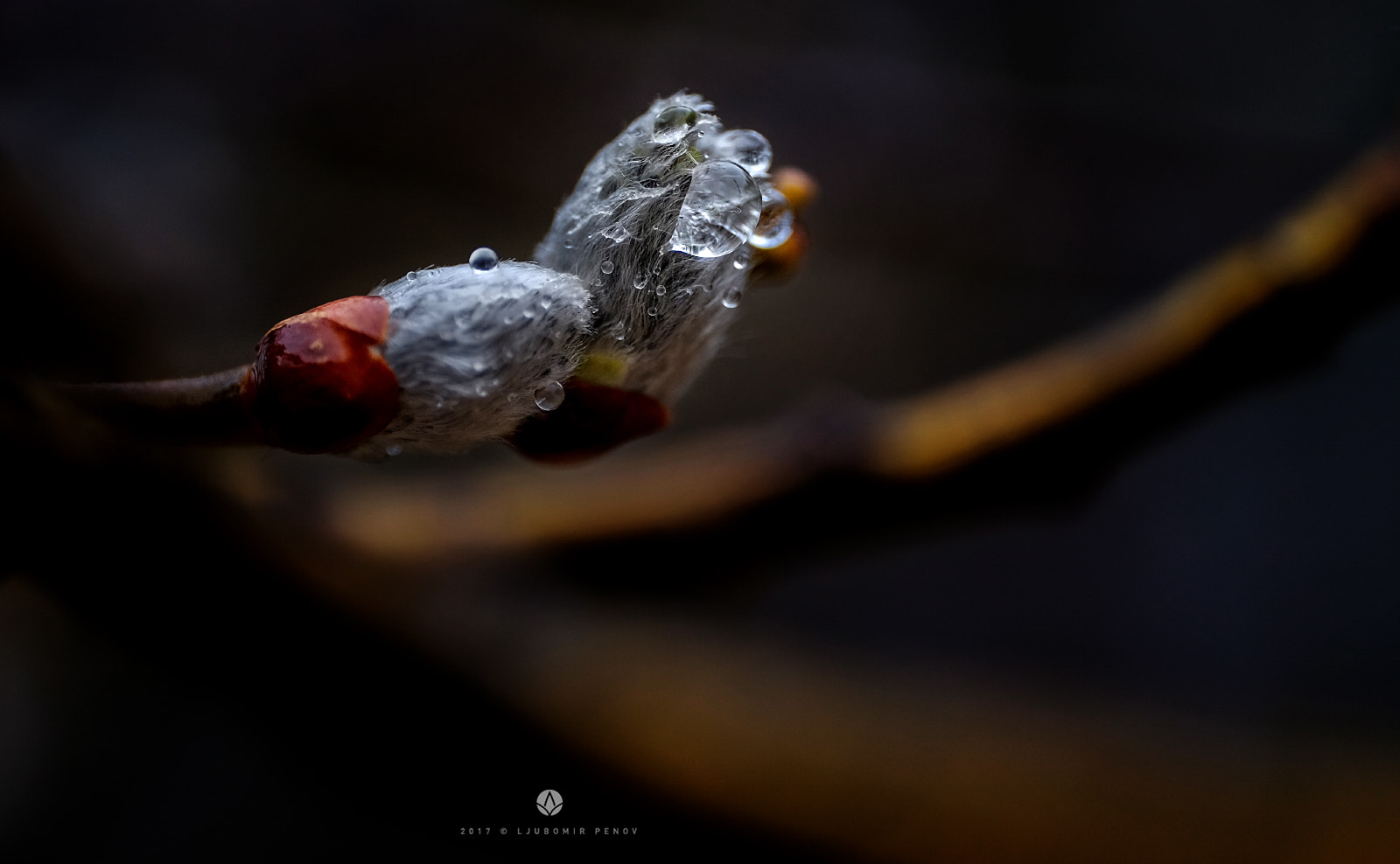 ZEISS Touit 50mm F2.8 sample photo. Fluffy photography