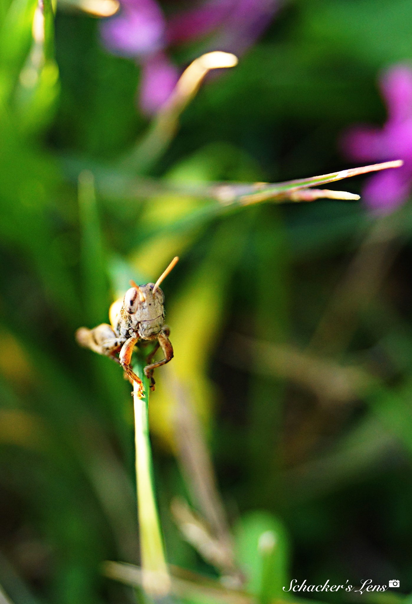 Sony SLT-A65 (SLT-A65V) sample photo