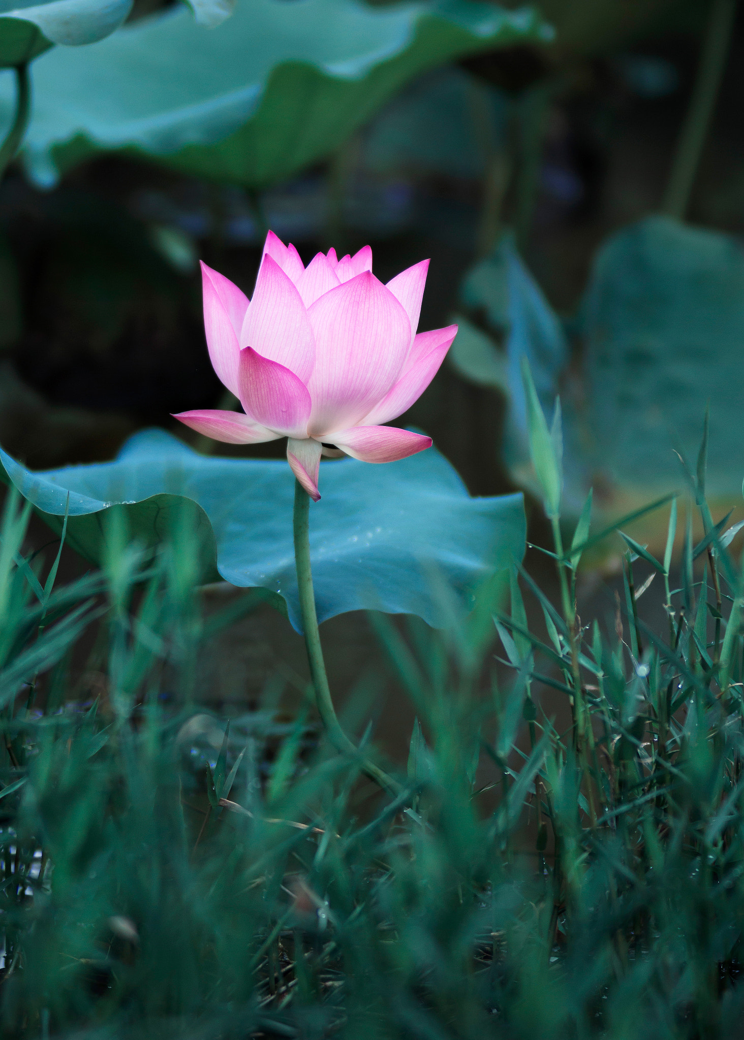 Canon EF 35-80mm f/4-5.6 sample photo. Lotus photography