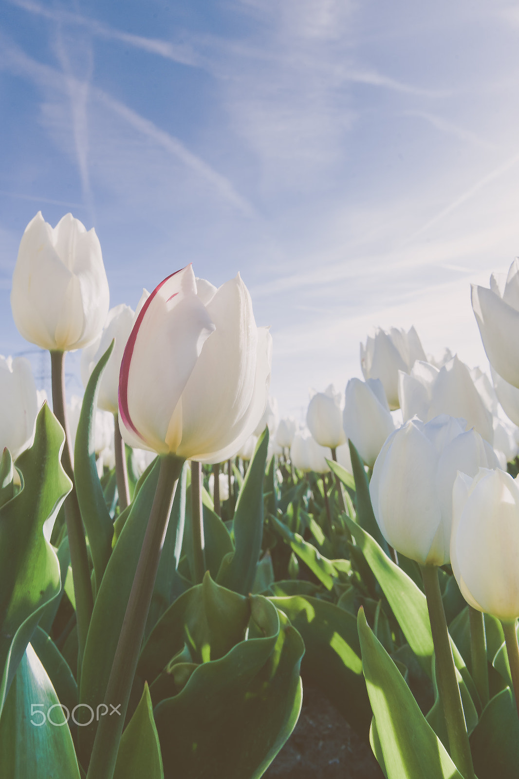 Sony Alpha DSLR-A900 + Sony Vario-Sonnar T* 16-35mm F2.8 ZA SSM sample photo. Tulips in spring sun. tulip in the field photography