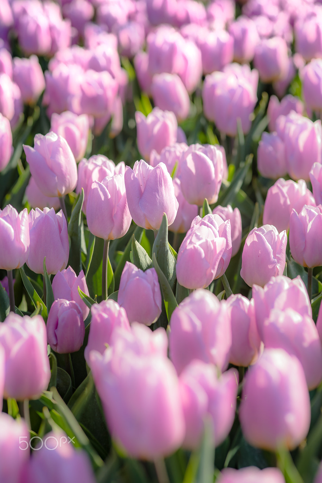 Sony Alpha DSLR-A900 sample photo. Tulips in spring sun. tulip in the field photography