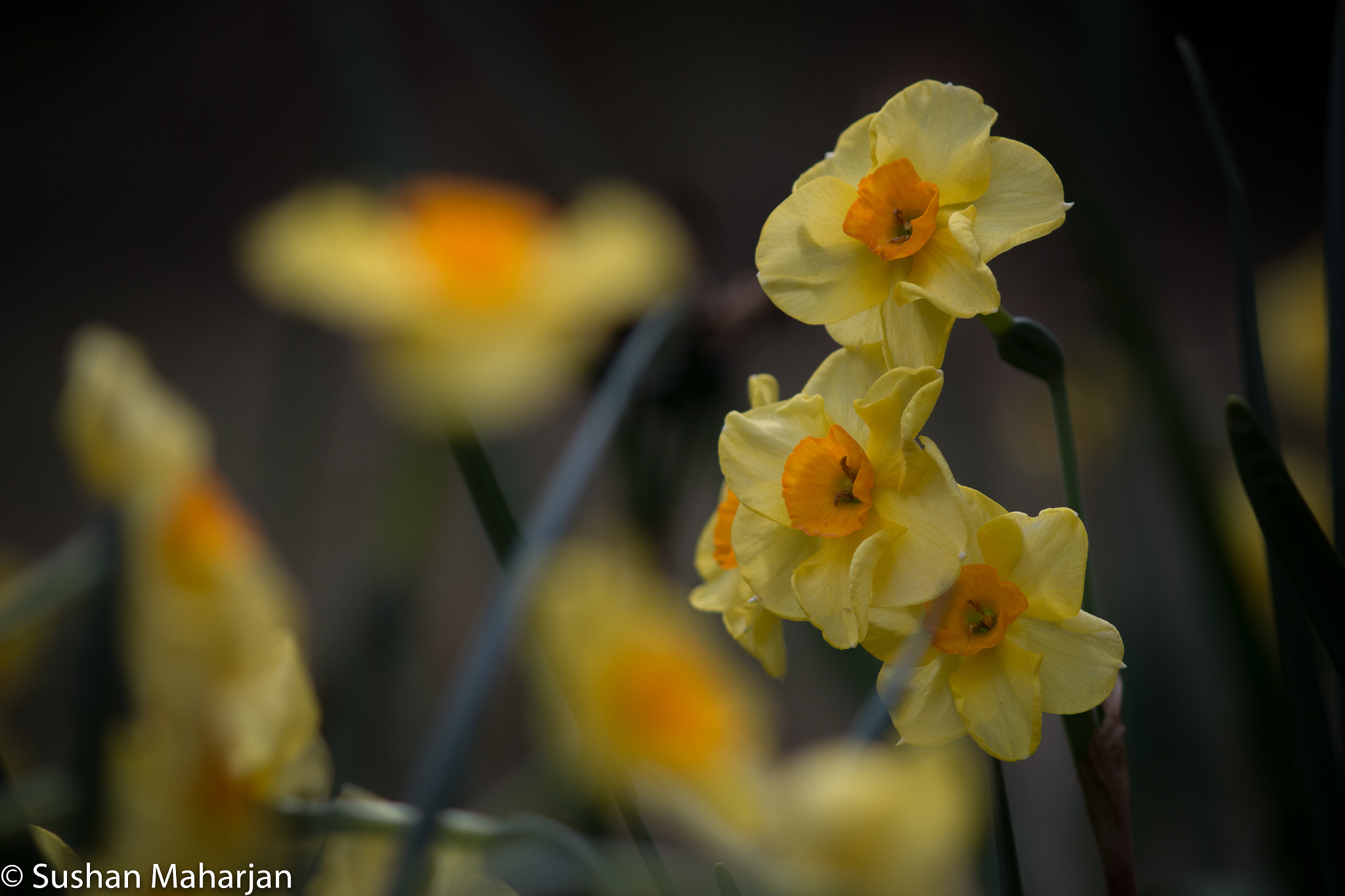 Canon EF-S 55-250mm F4-5.6 IS II sample photo