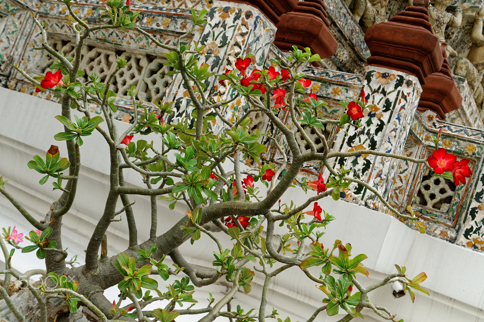 Nikon D700 sample photo. Wat arun flowers photography