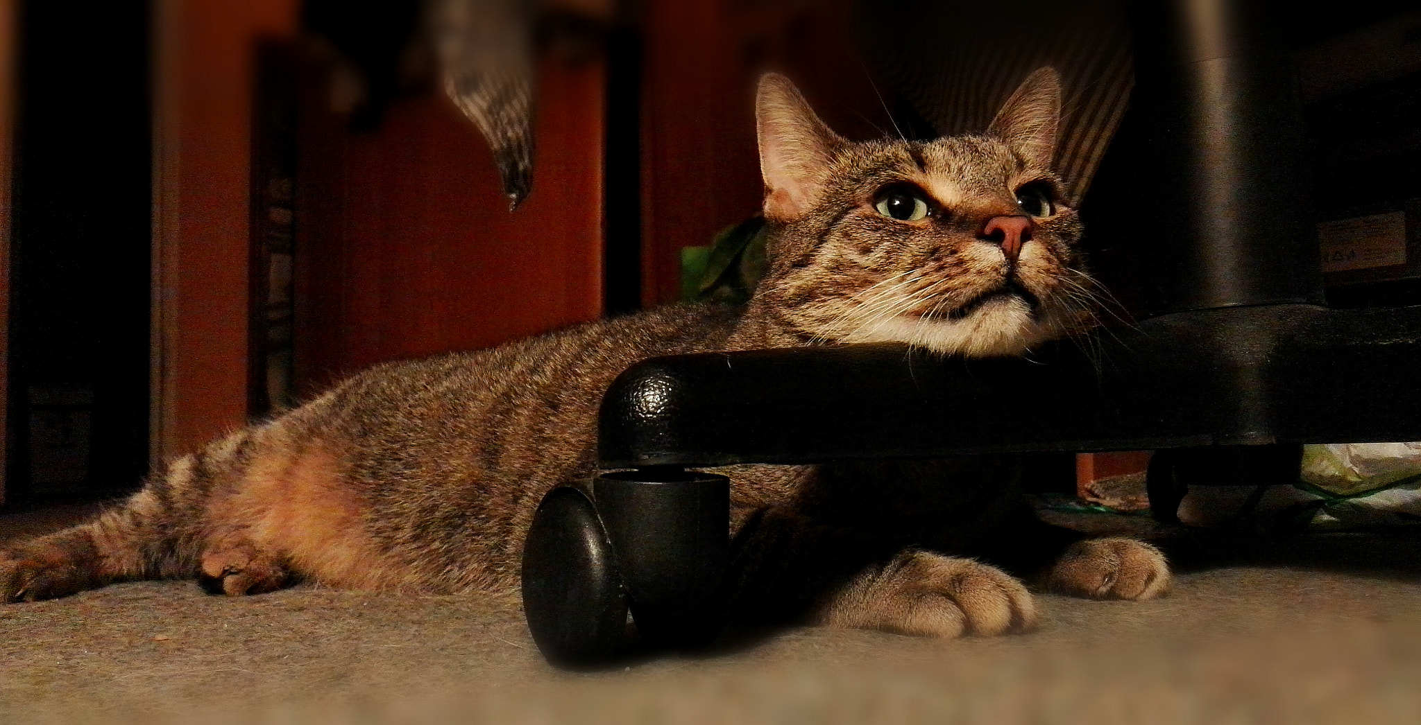 HUAWEI GRA-L09 sample photo. My cat photography