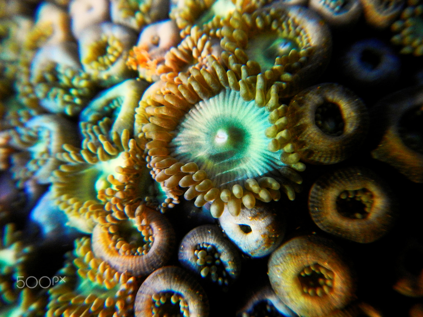 Nikon Coolpix AW100 sample photo. Coral green polyps photography
