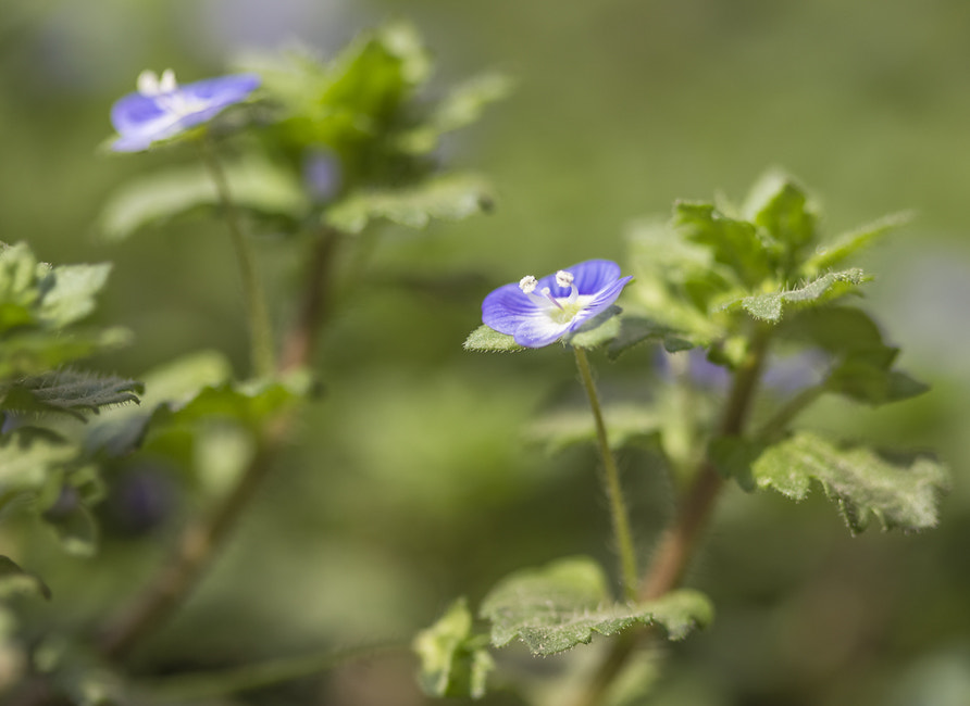 Canon EF 100mm F2.8 Macro USM sample photo. Verónica  - Вероника photography