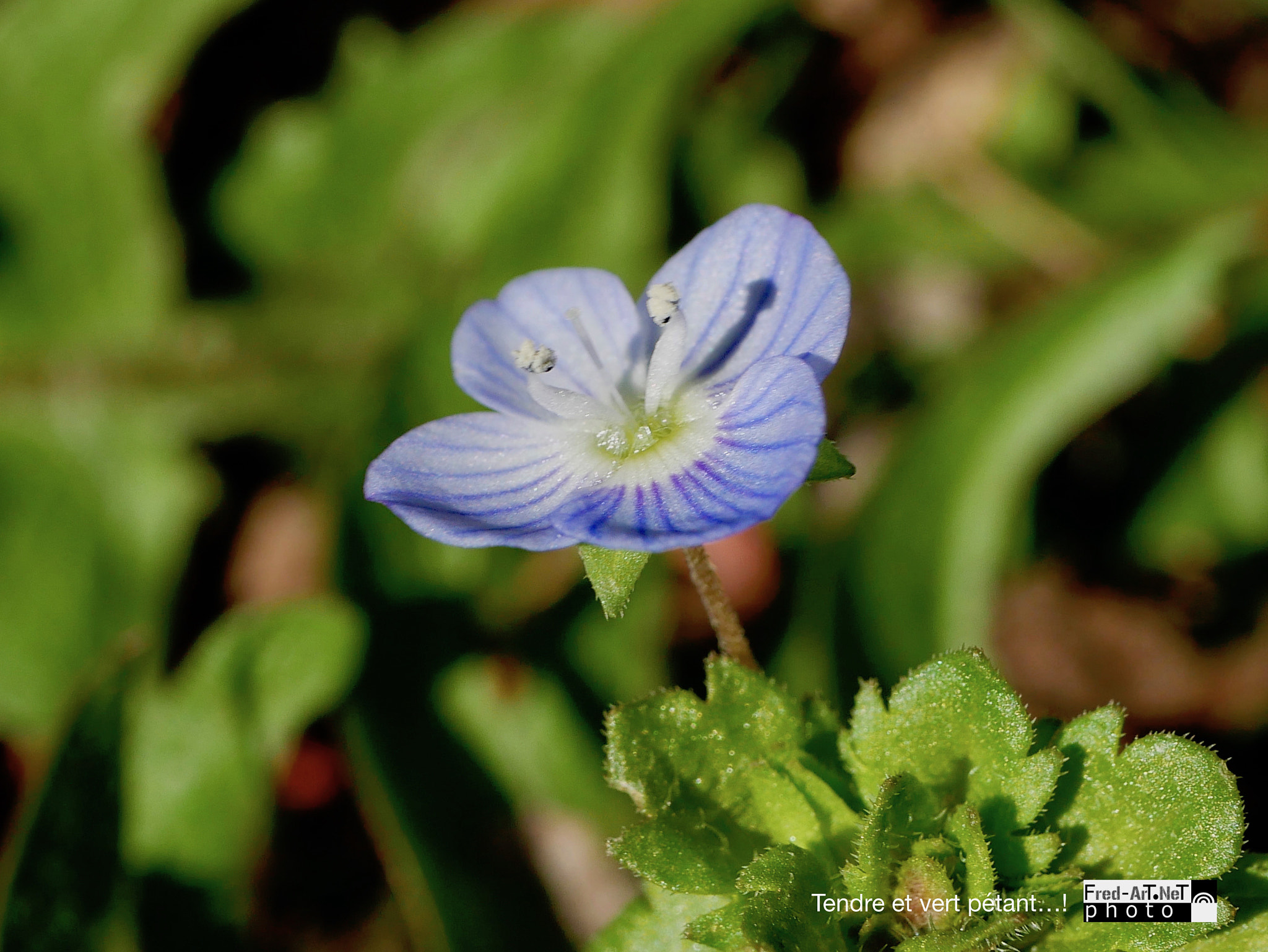 Panasonic DMC-G70 + Panasonic Lumix G Macro 30mm F2.8 ASPH Mega OIS sample photo. Tendre vert! photography