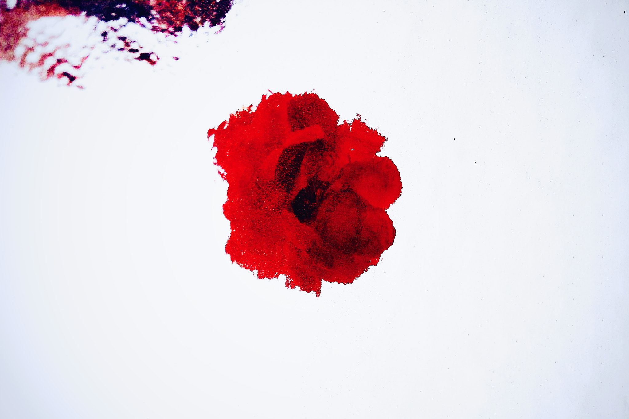 OPPO A33 sample photo. A red rose photography