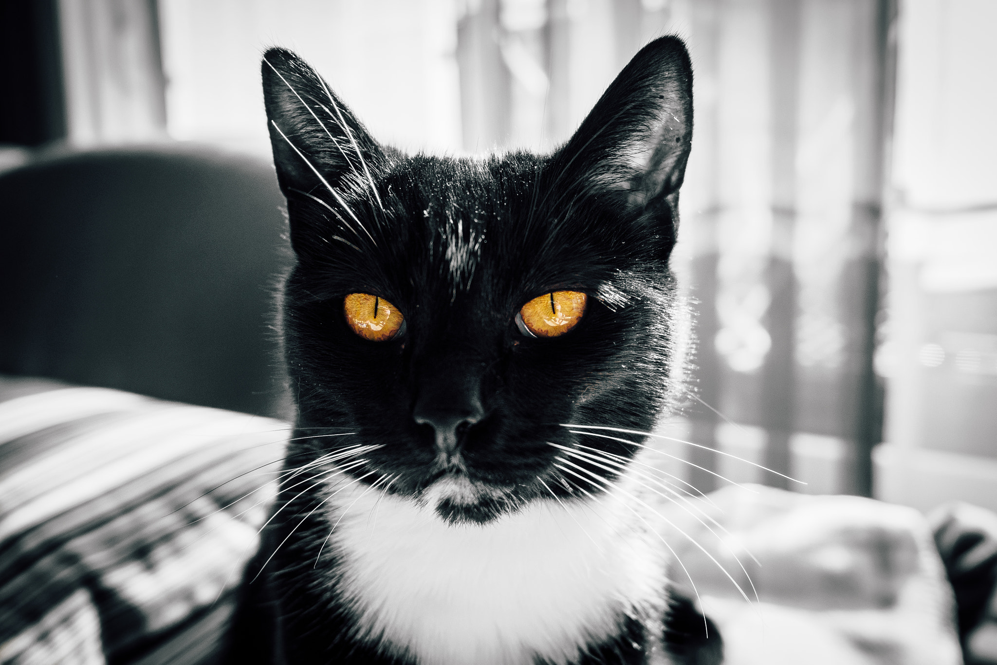 Olympus OM-D E-M10 II + LEICA DG SUMMILUX 15/F1.7 sample photo. Grumpy cat photography