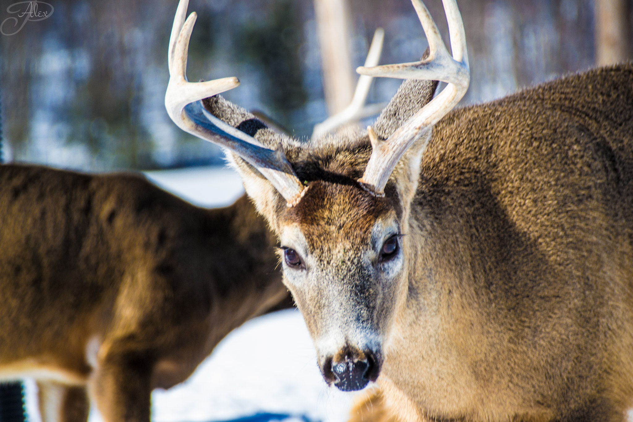 Sigma 18-250mm F3.5-6.3 DC Macro OS HSM sample photo. Oh hello deer! photography