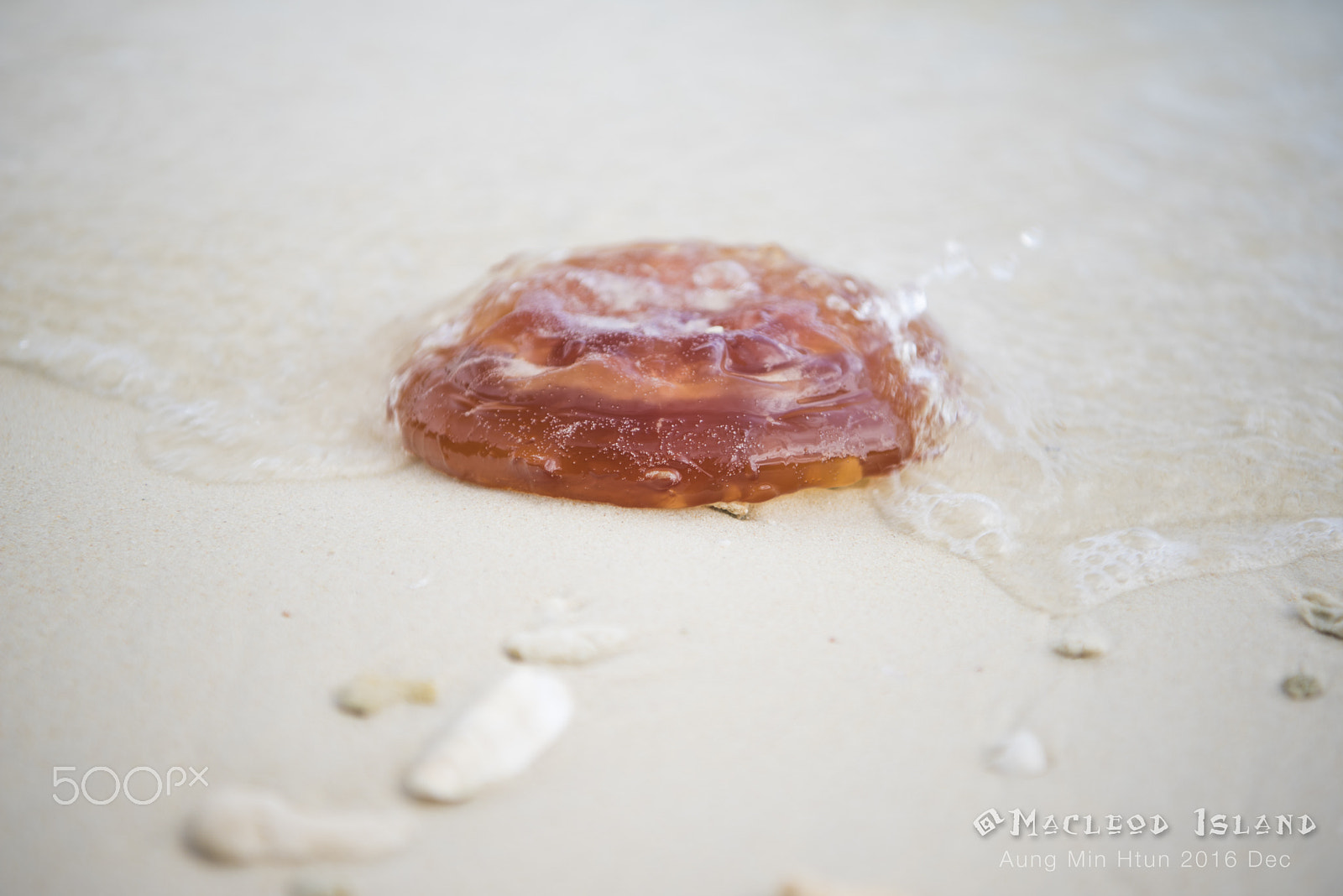Nikon AF-S Nikkor 24-70mm F2.8E ED VR sample photo. A dead jelly fish on the seashore photography