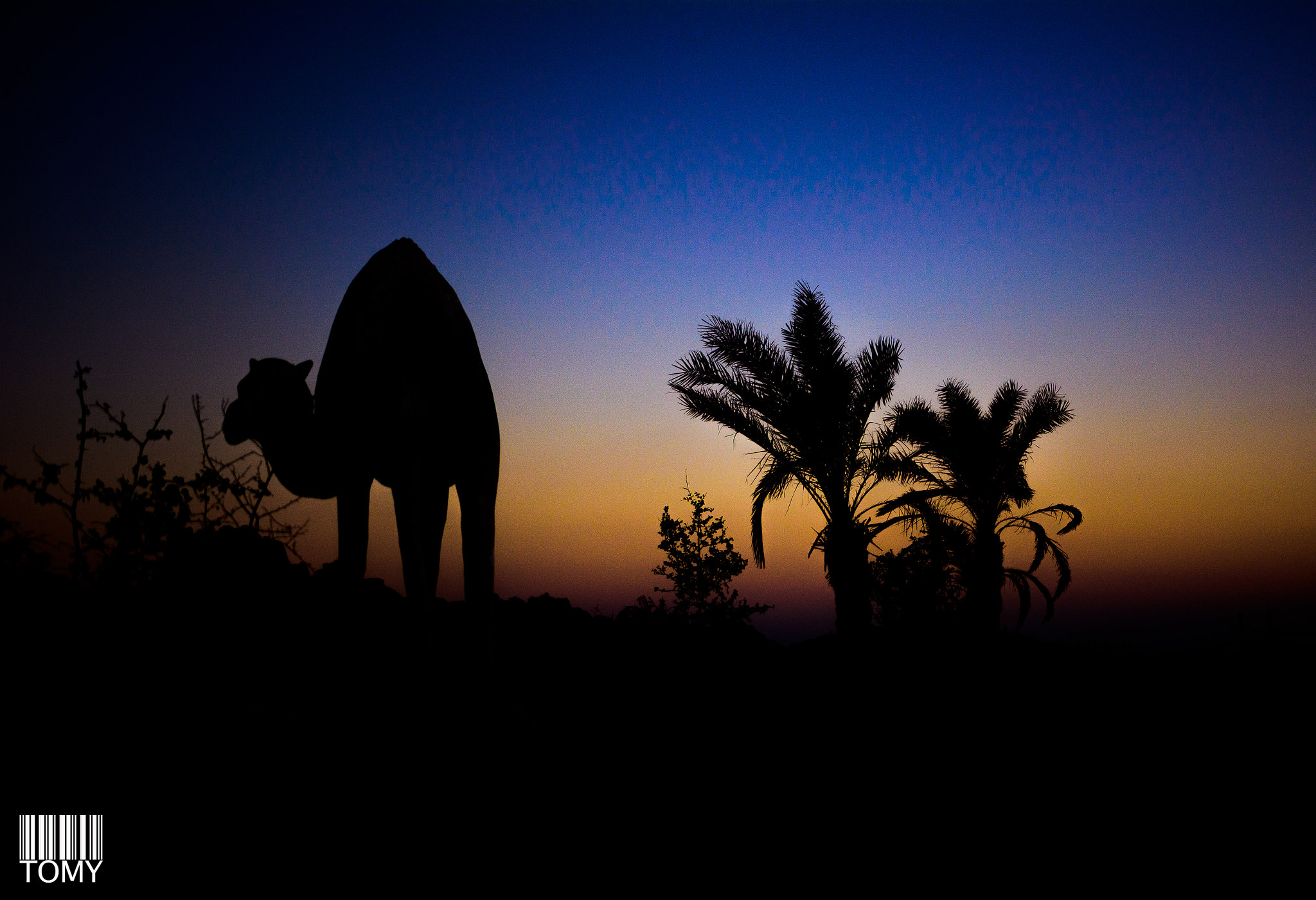 Nikon D5200 + Sigma 18-35mm F1.8 DC HSM Art sample photo. Desert silhouette photography