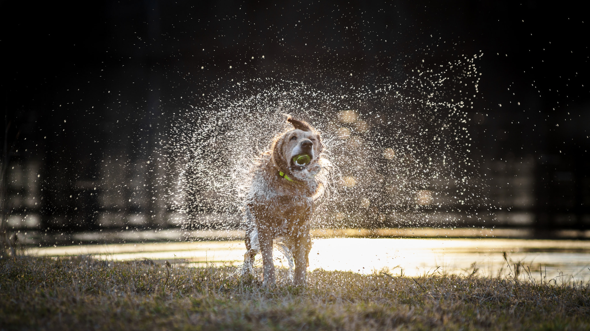 Minolta AF 80-200mm F2.8 HS-APO G sample photo. Joy photography
