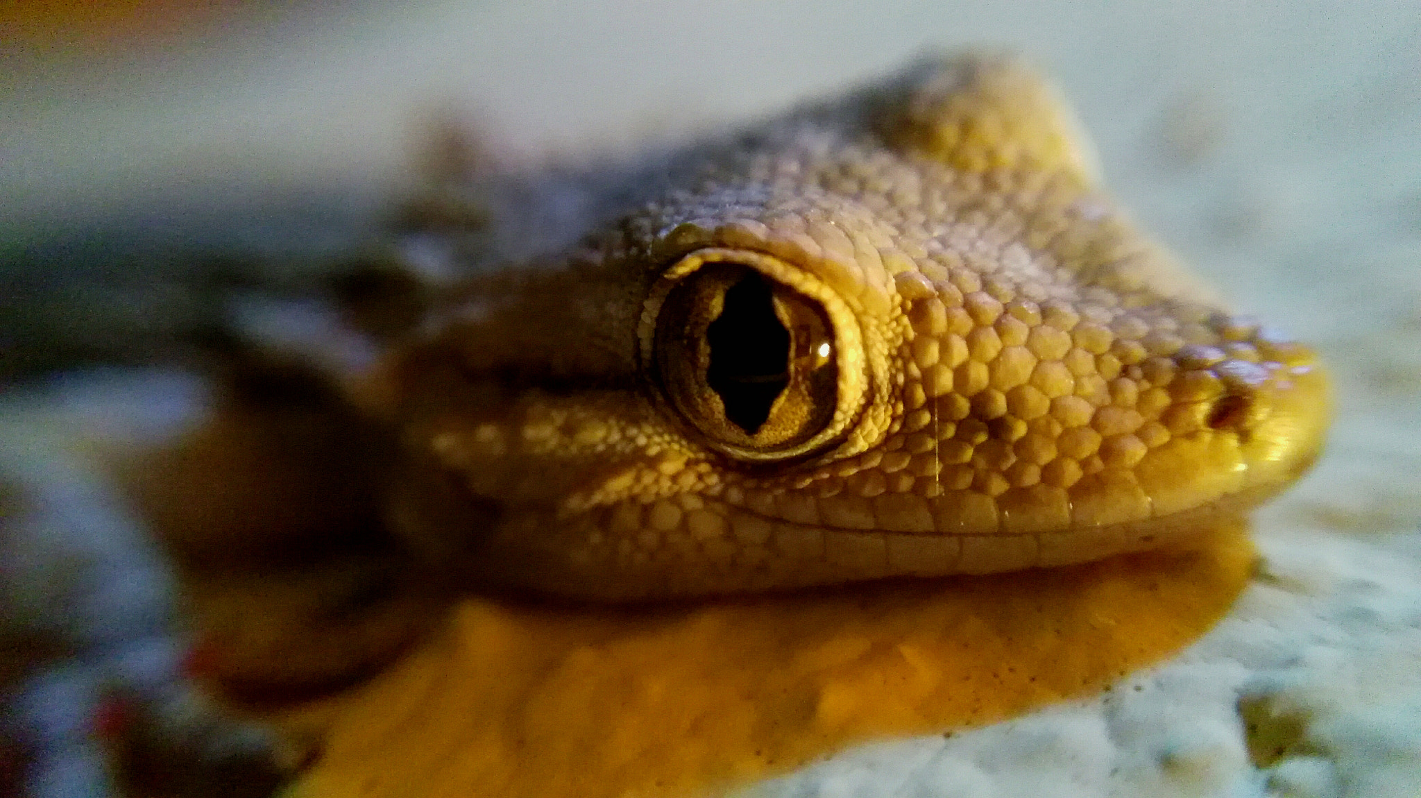 HUAWEI G7-L01 sample photo. Lizard photography