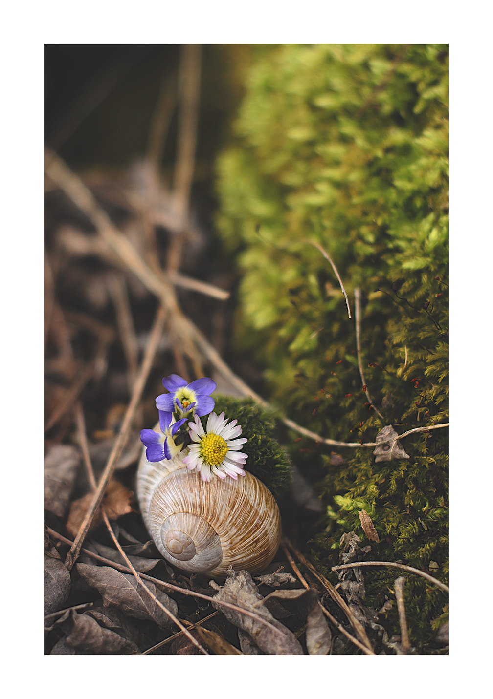 Nikon D5100 + Nikon AF-S Nikkor 50mm F1.4G sample photo. Hooray... spring is here photography