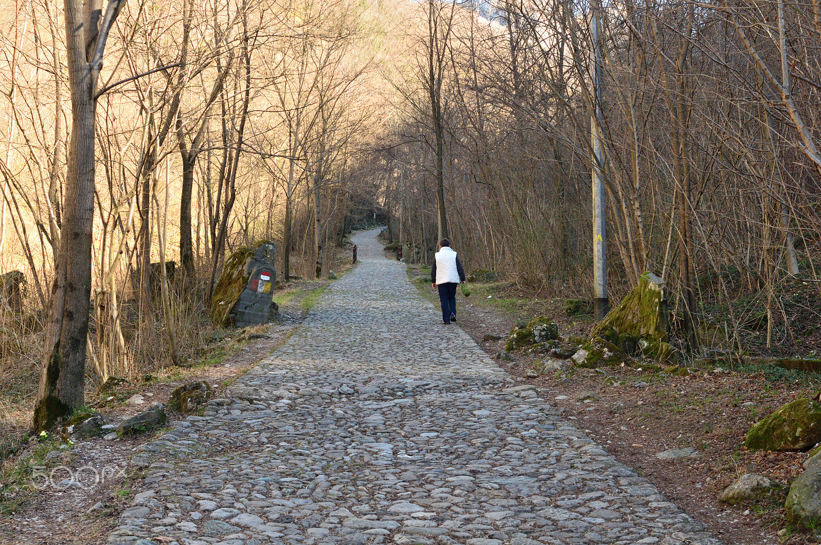 Nikon D300 + AF Zoom-Nikkor 35-70mm f/3.3-4.5 N sample photo. La strada nel bosco photography