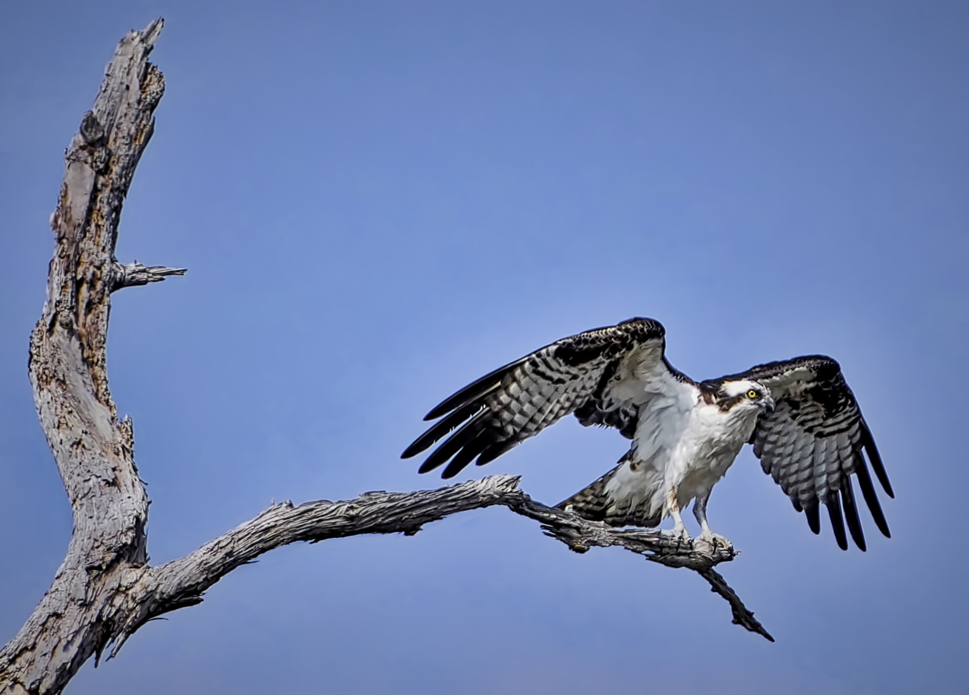 Sony a6300 sample photo. Osprey photography