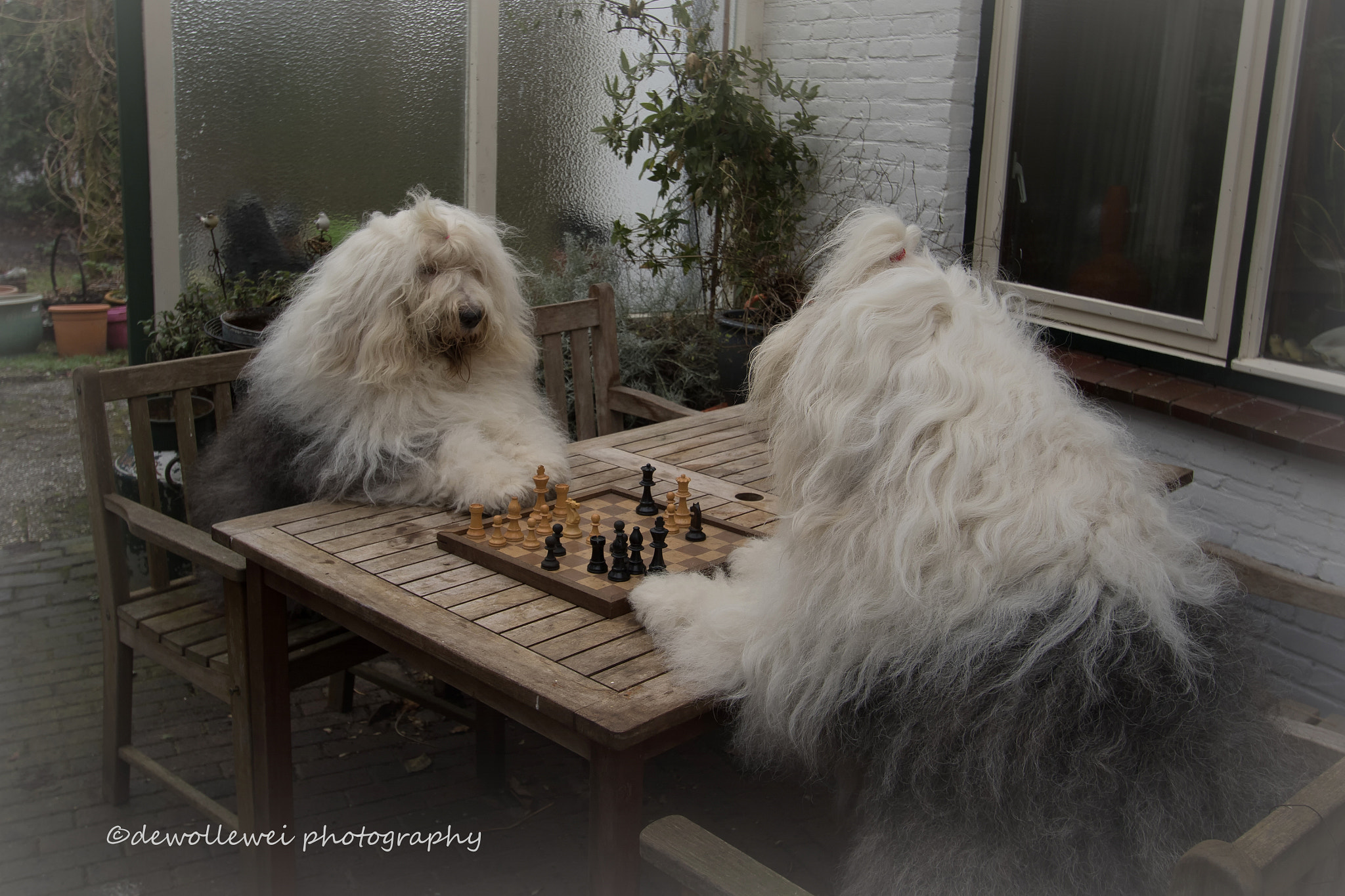 Canon EF-S 10-22mm F3.5-4.5 USM sample photo. Playing chess to keep sharp photography