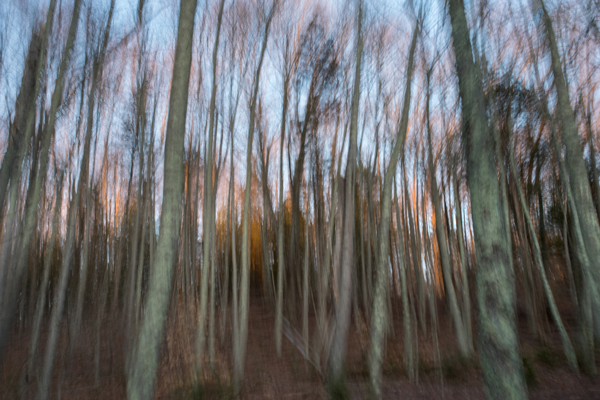 Pentax K-1 sample photo. Forest at sunset photography