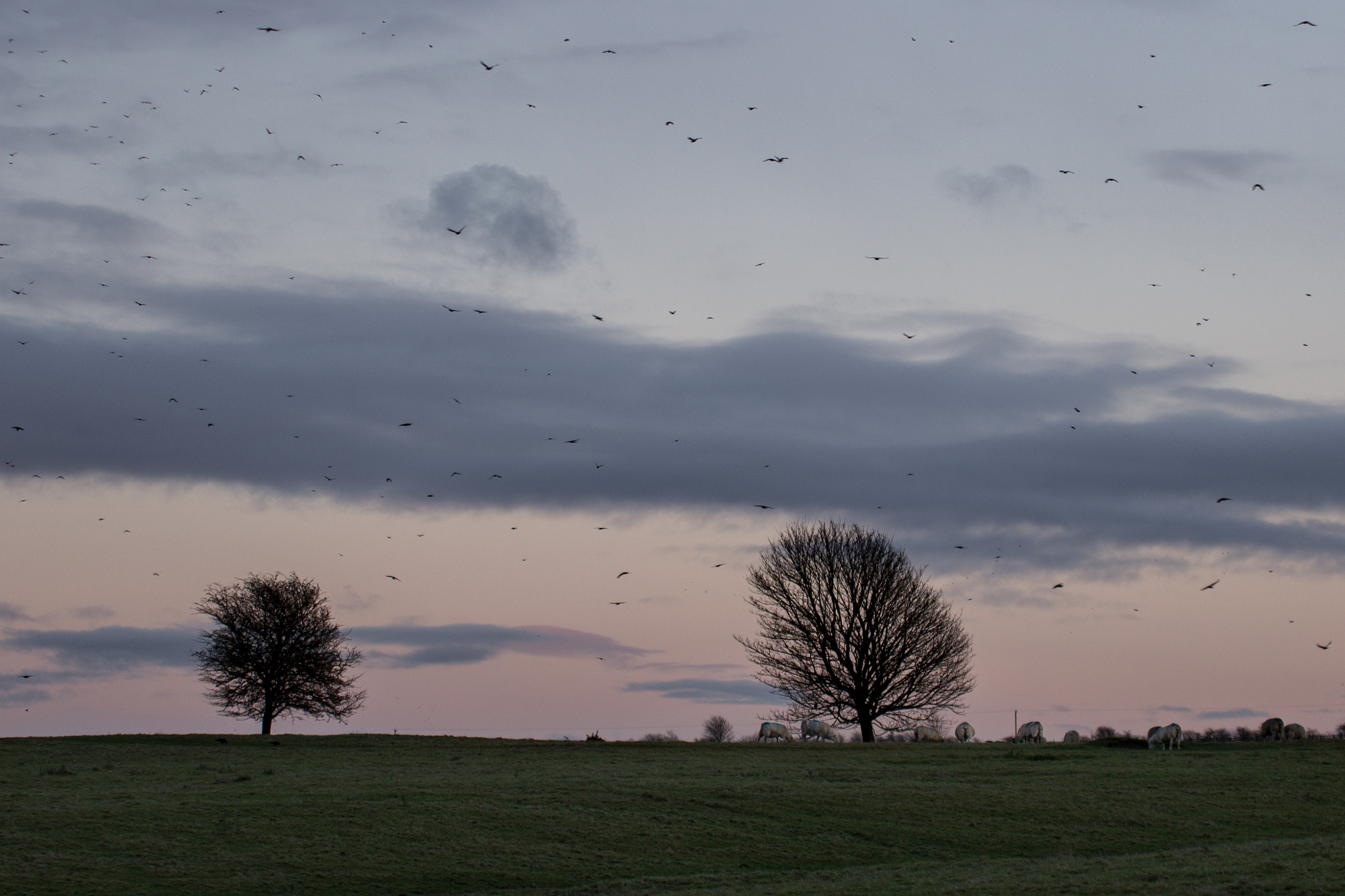 Canon EOS 600D (Rebel EOS T3i / EOS Kiss X5) + Sigma 50-200mm F4-5.6 DC OS HSM sample photo. Crows at sunset photography