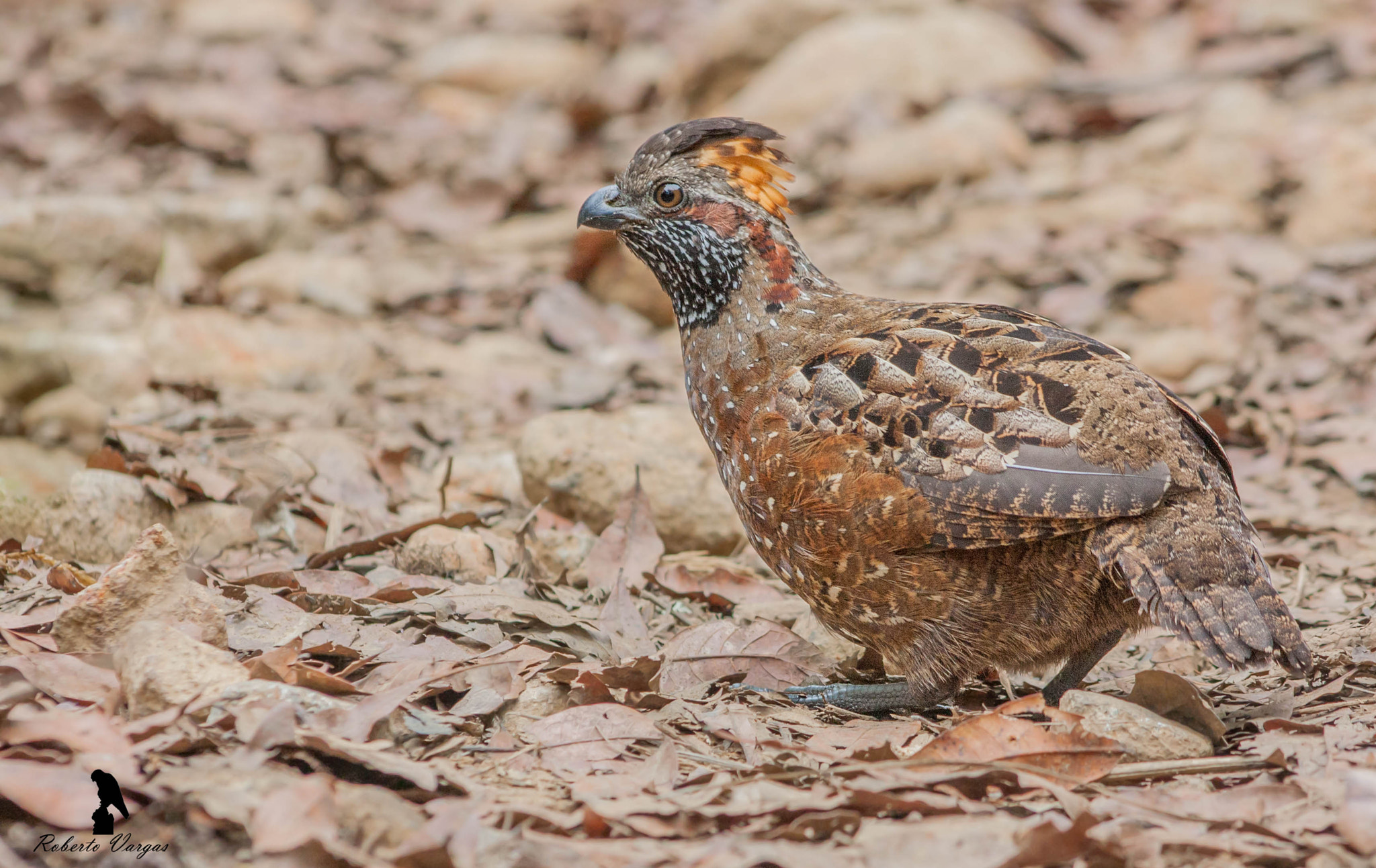 Canon EF 75-300mm f/4-5.6 USM sample photo. Spotted wood-quail photography