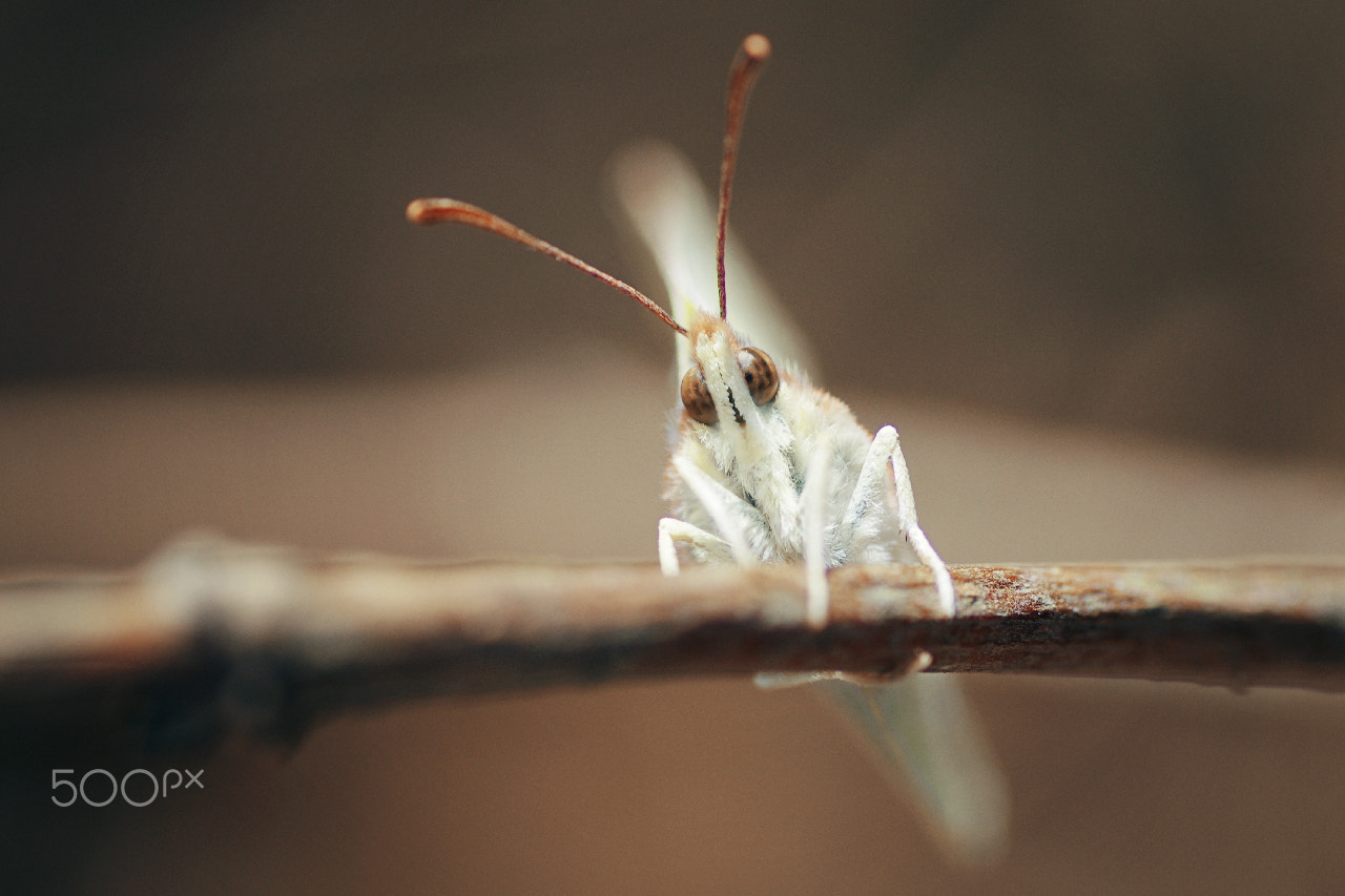 Pentax K-5 + Pentax smc D-FA 100mm F2.8 Macro WR sample photo. Curious butterfly photography