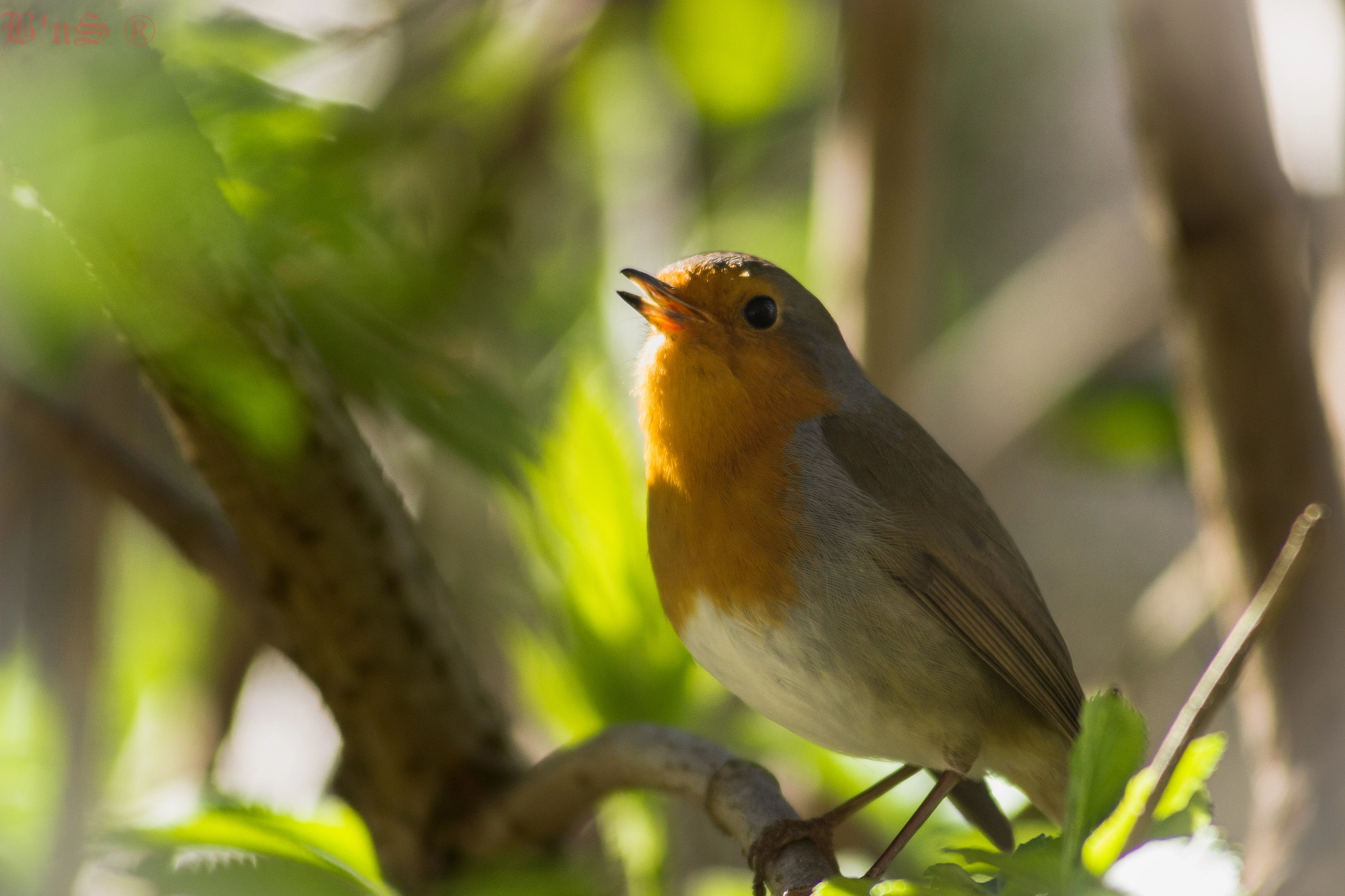 Canon EF 55-200mm F4.5-5.6 II USM sample photo. Rouge gorge photography