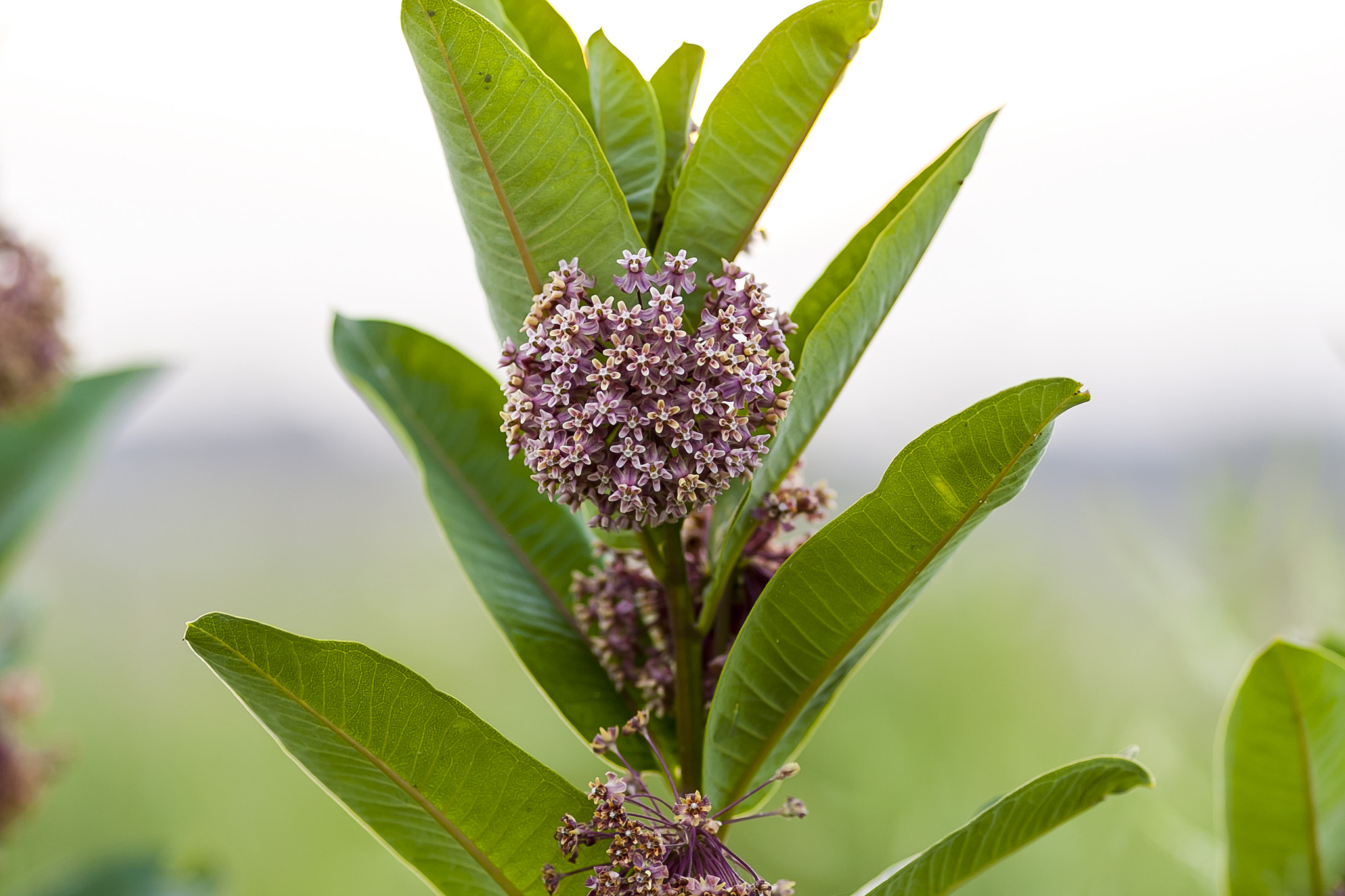 Canon EOS-1D Mark III + Canon EF 135mm F2L USM sample photo. Weed or flower? photography