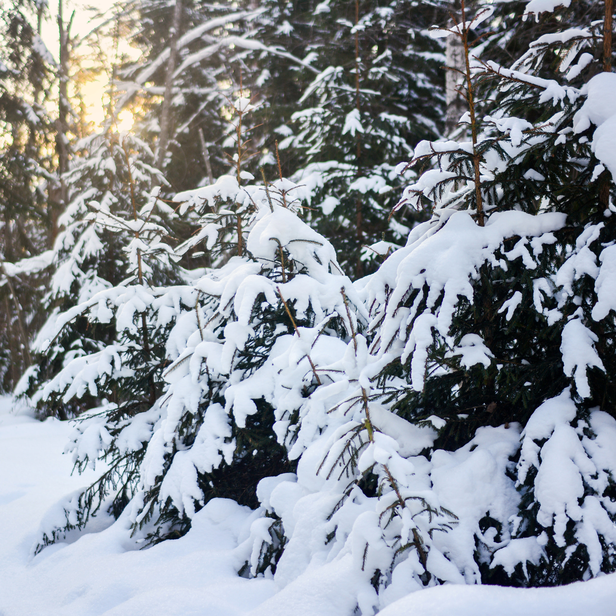 Nikon D7100 + Sigma 30mm F1.4 EX DC HSM sample photo. Comfort in the woods photography