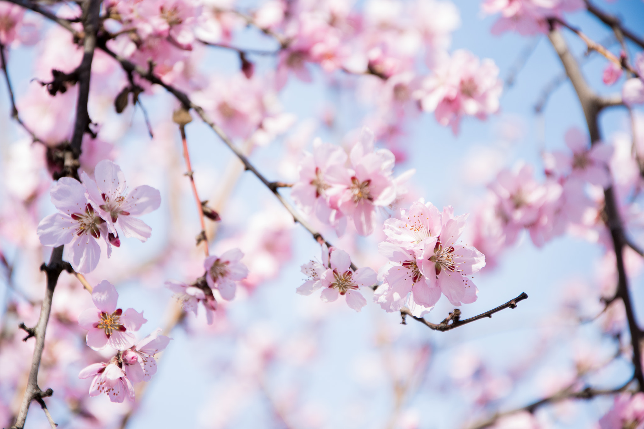 Nikon D810 sample photo. Spring mood photography