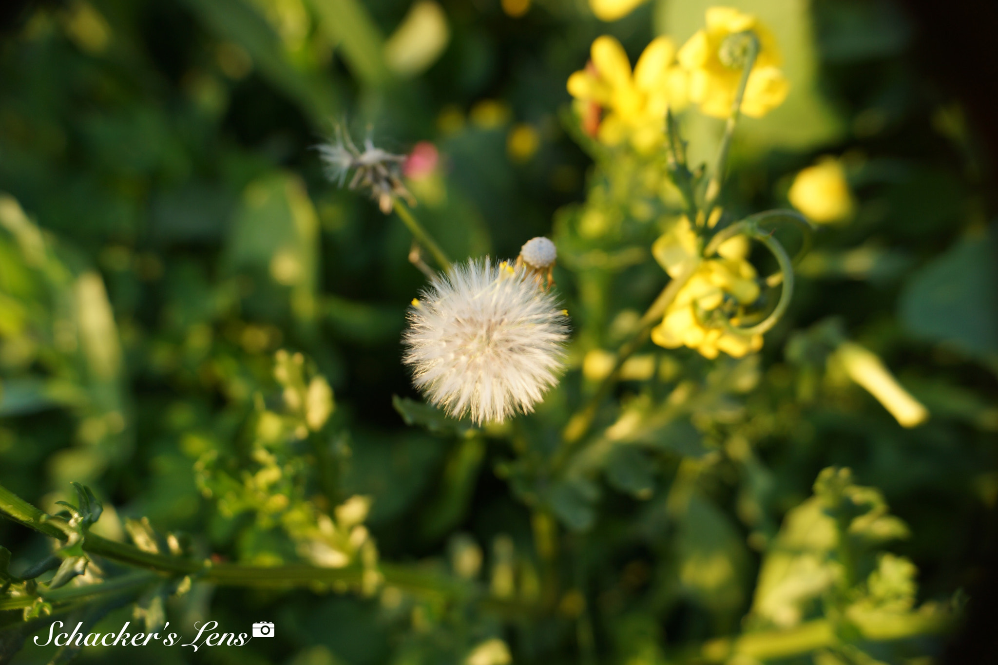 Sony SLT-A65 (SLT-A65V) + Sony DT 18-55mm F3.5-5.6 SAM II sample photo