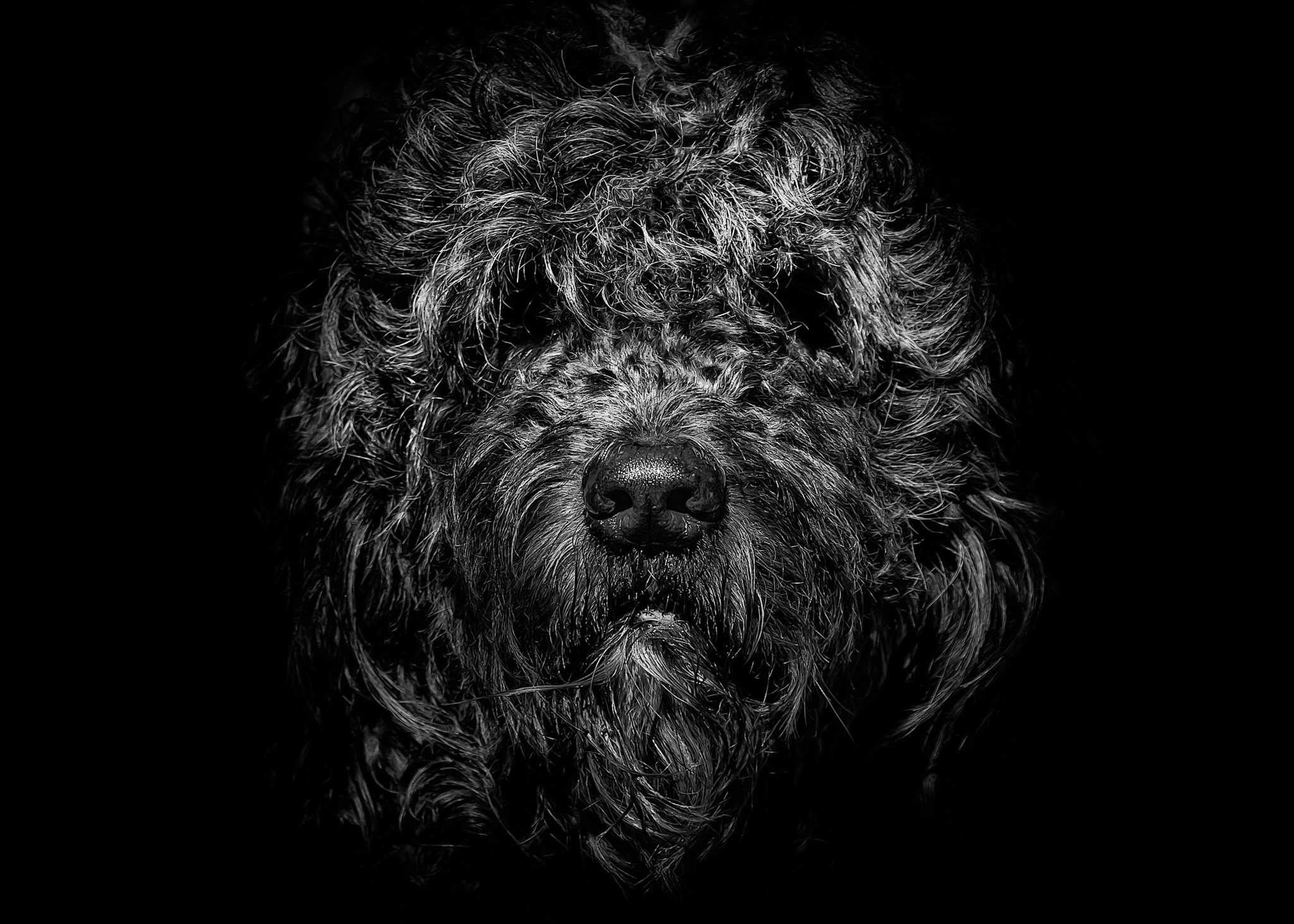 Canon EOS 60D sample photo. Ziggy portrait no 1 photography