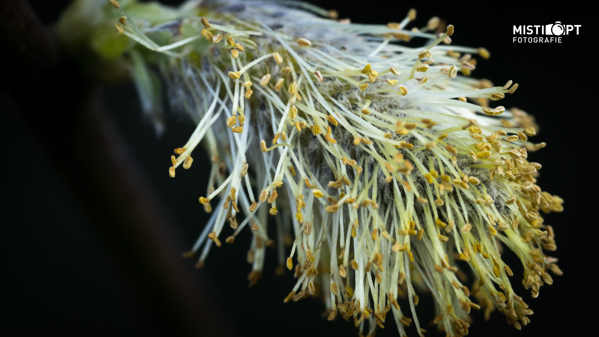 Sony a7 + Sony FE 90mm F2.8 Macro G OSS sample photo. Spring is coming photography