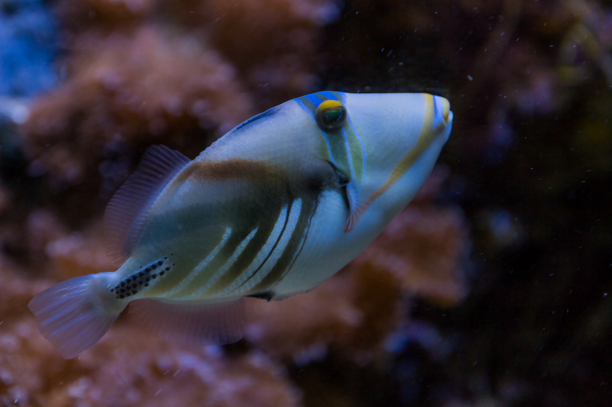 Canon EOS 700D (EOS Rebel T5i / EOS Kiss X7i) + Sigma 17-70mm F2.8-4 DC Macro OS HSM sample photo. Piccasso drückerfisch (rhinecanthus aculeatus) photography