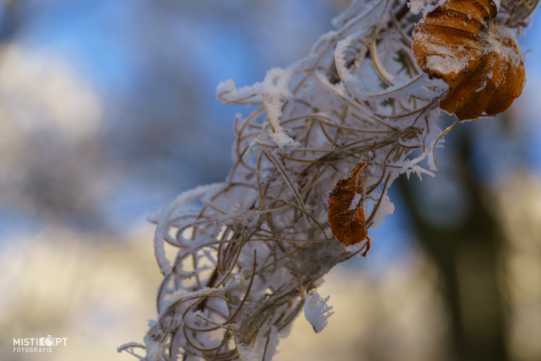 Sony a7 + Sony FE 90mm F2.8 Macro G OSS sample photo. Winterlook photography