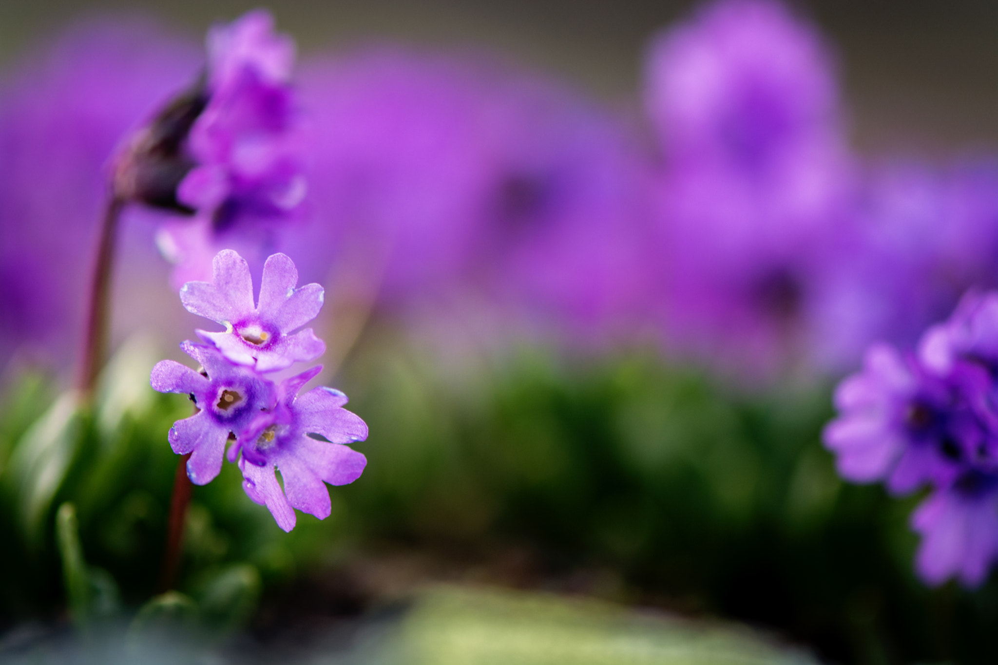 Nikon AF-S Micro-Nikkor 105mm F2.8G IF-ED VR sample photo. When mother earth smiles photography