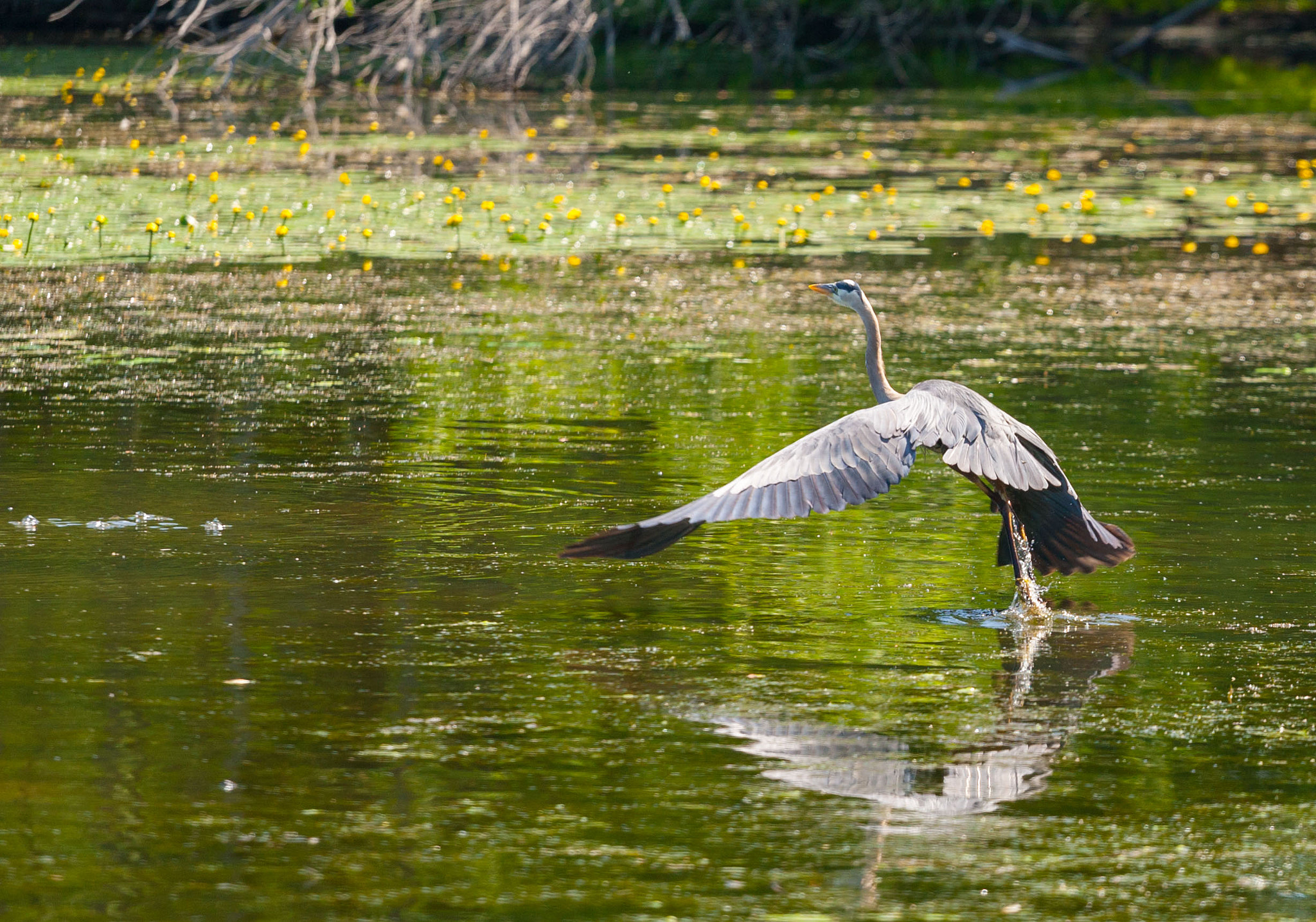 Canon EOS-1D Mark III sample photo. Lift off photography