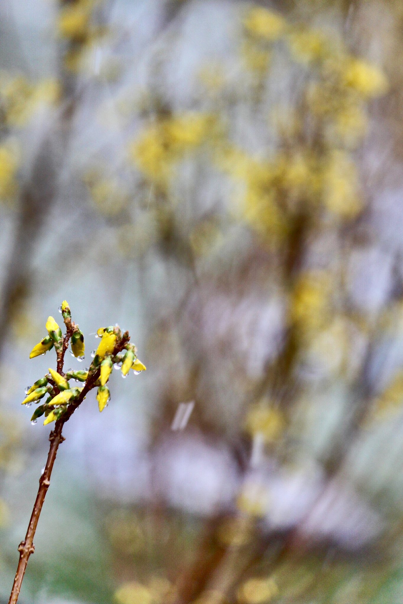 Canon EF-S 55-250mm F4-5.6 IS sample photo