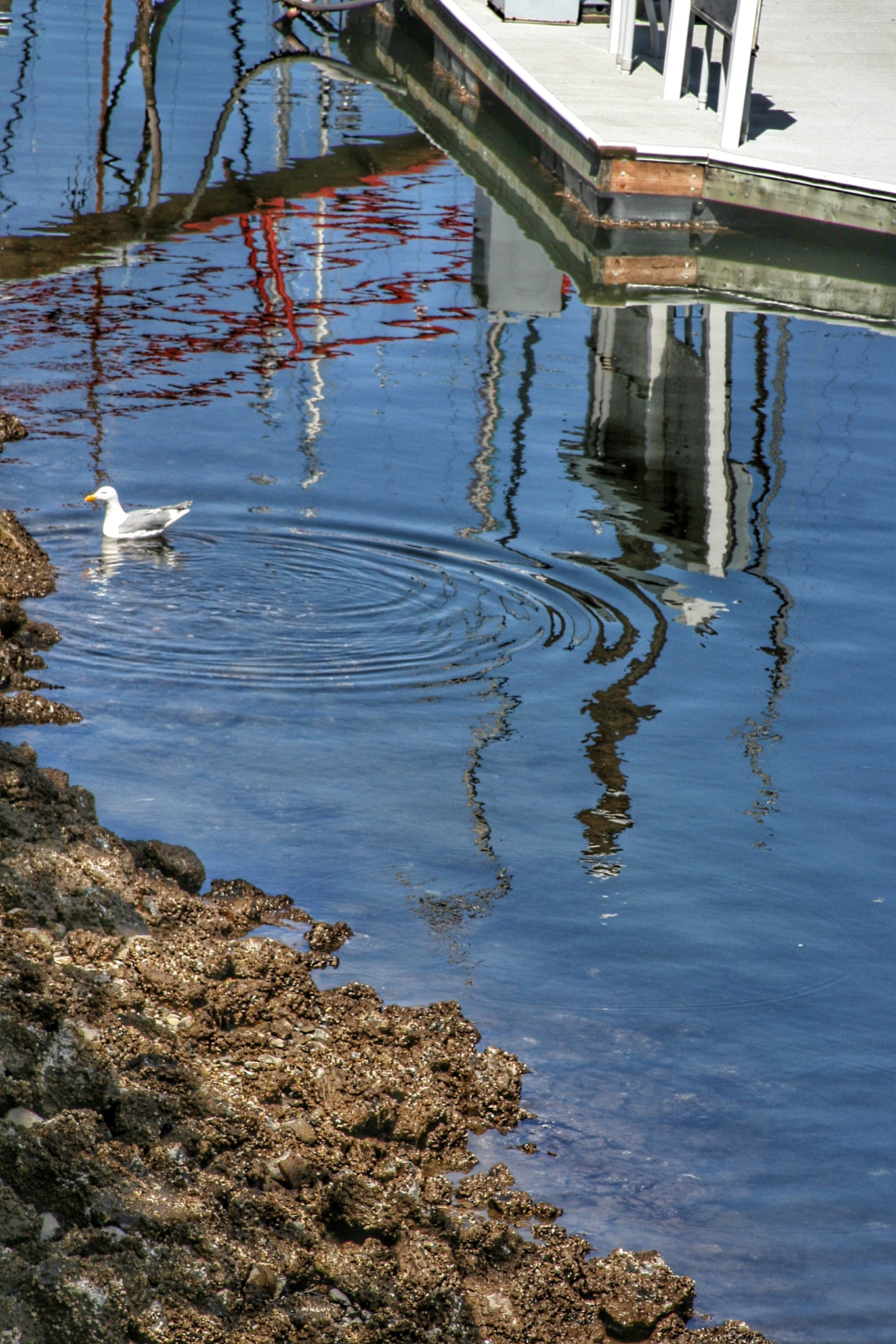 Canon EF 28-135mm F3.5-5.6 IS USM sample photo. A seagull drop in the ocean photography