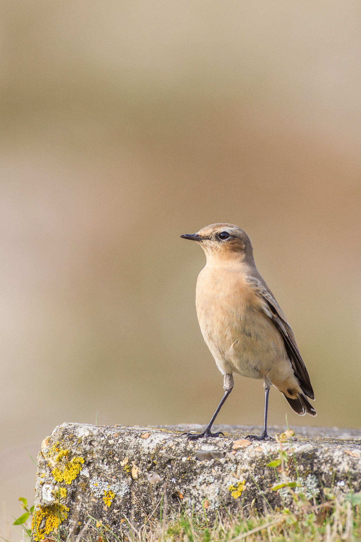 Canon EF 500mm F4L IS USM sample photo. Wheatear juv photography
