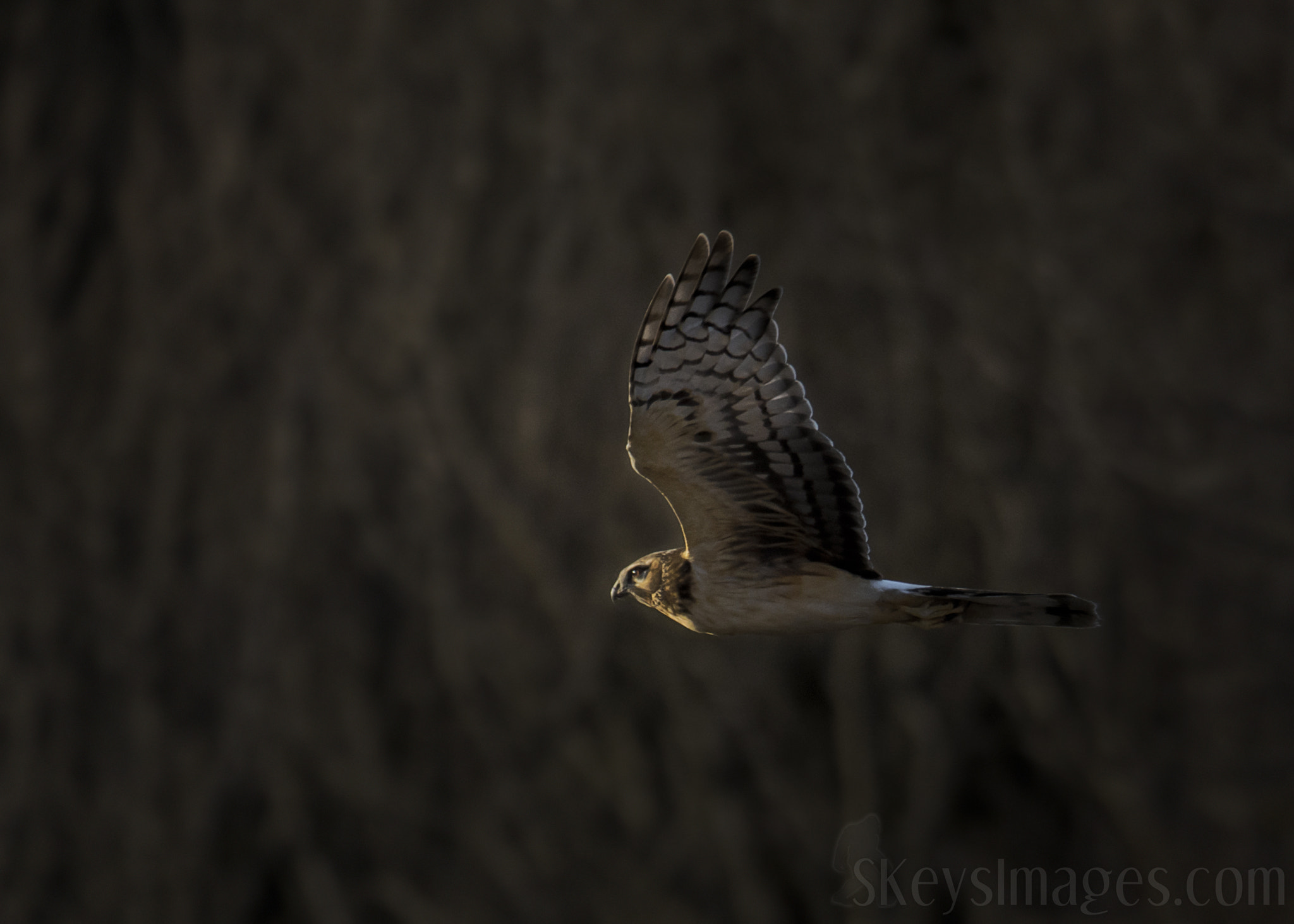 Nikon D7200 + Nikon AF-S Nikkor 500mm F4G ED VR sample photo. Burnt (northern harrier) photography