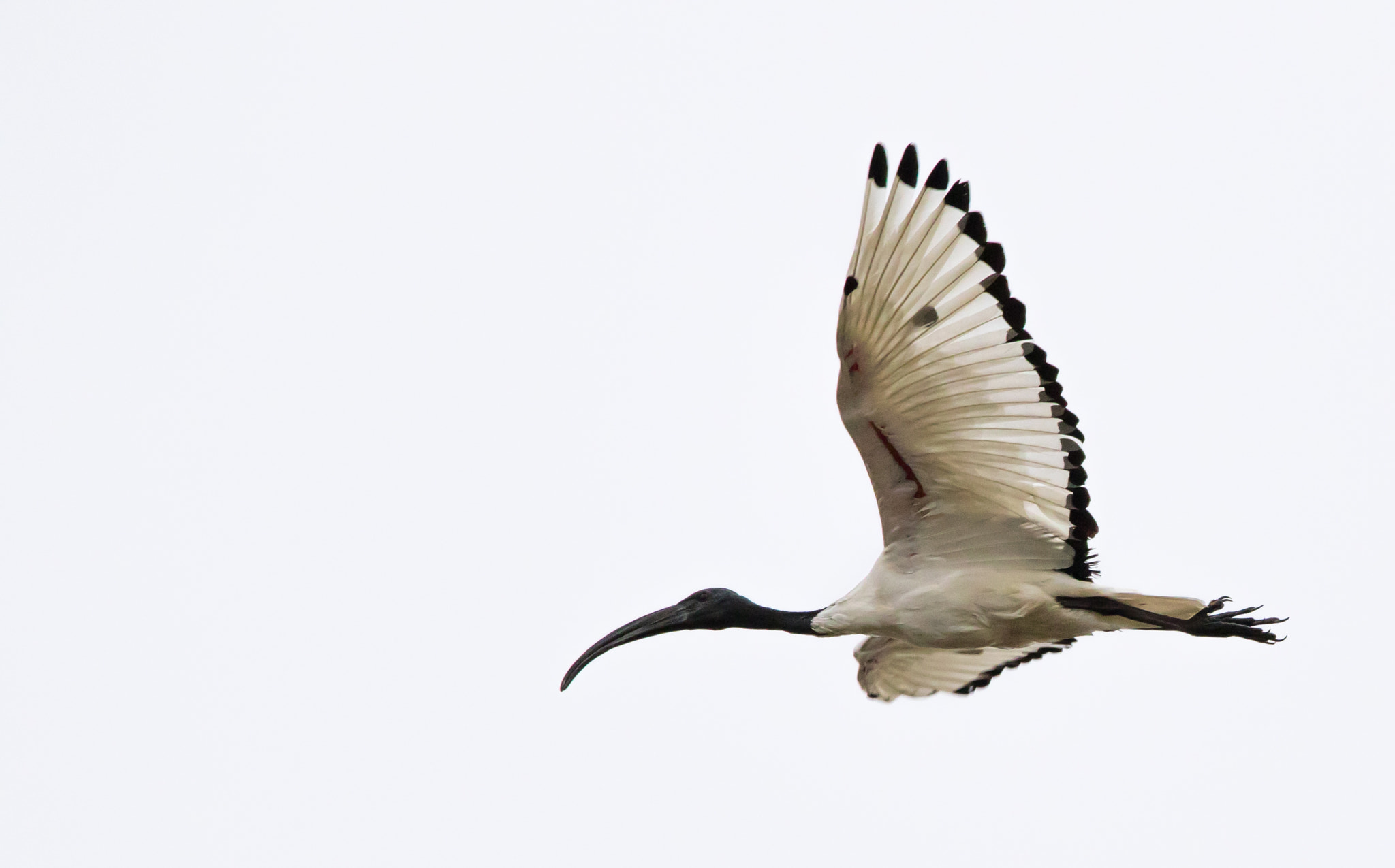 150-600mm F5-6.3 DG OS HSM | Contemporary 015 sample photo. Ibis sacro photography