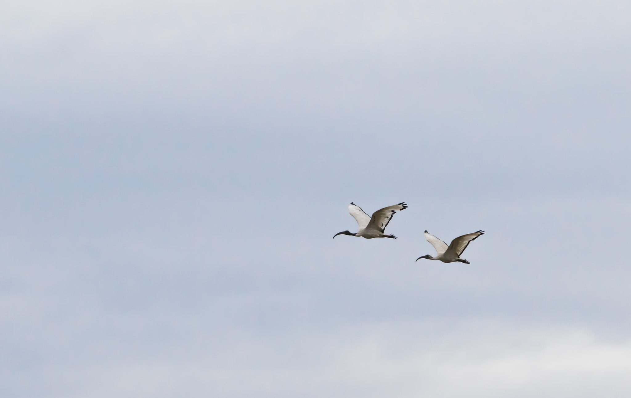 150-600mm F5-6.3 DG OS HSM | Contemporary 015 sample photo. Ibis sacro photography