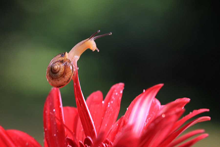 Canon EF 100mm F2.8L Macro IS USM sample photo. Snail , flower photography