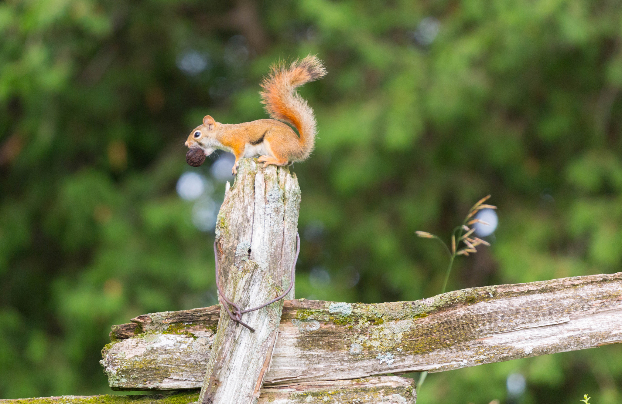 Canon EOS 70D + Canon EF 70-200mm F4L USM sample photo. Nuts for nuts photography