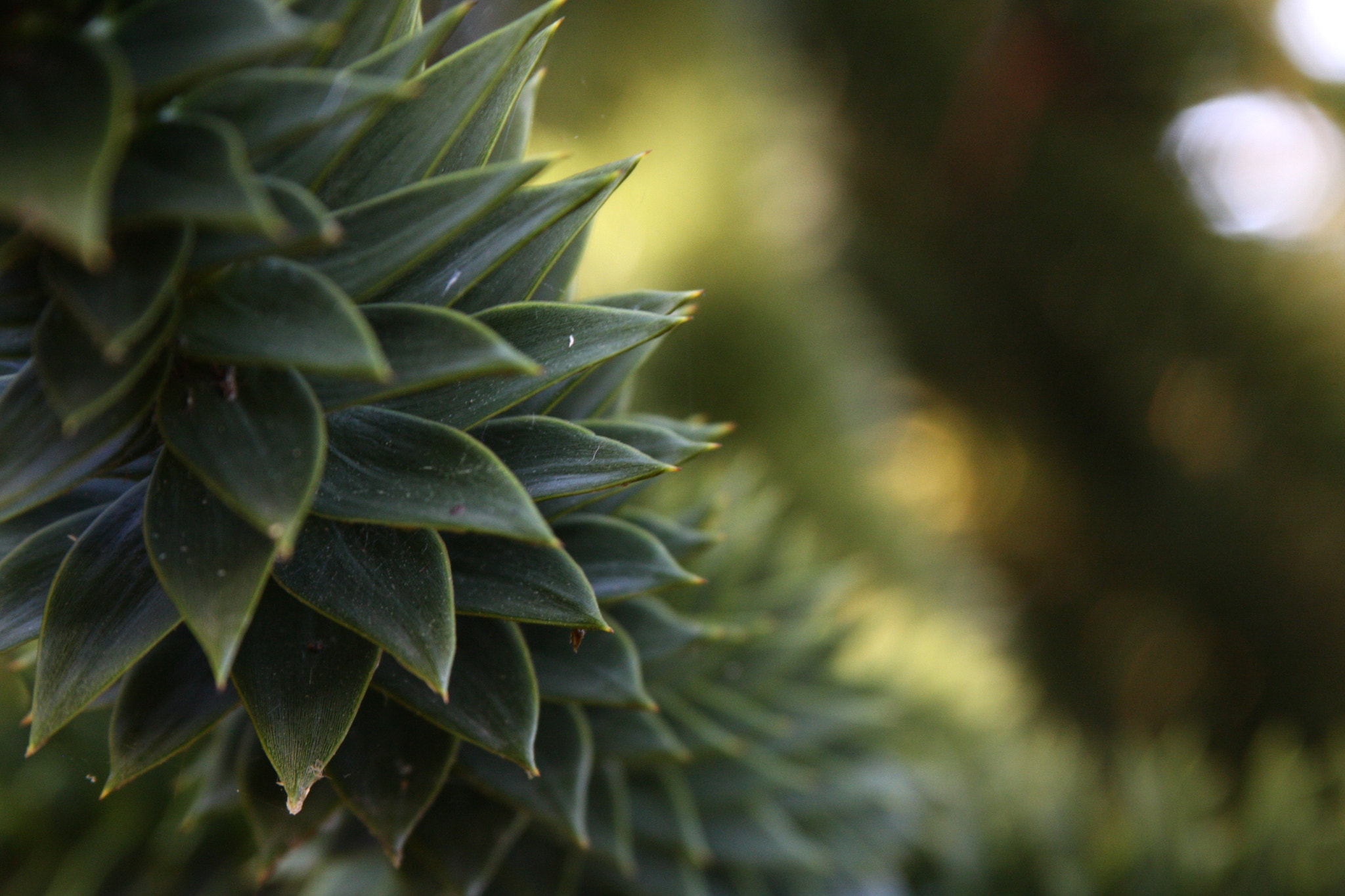 Canon EF 28-135mm F3.5-5.6 IS USM sample photo. Spikes photography