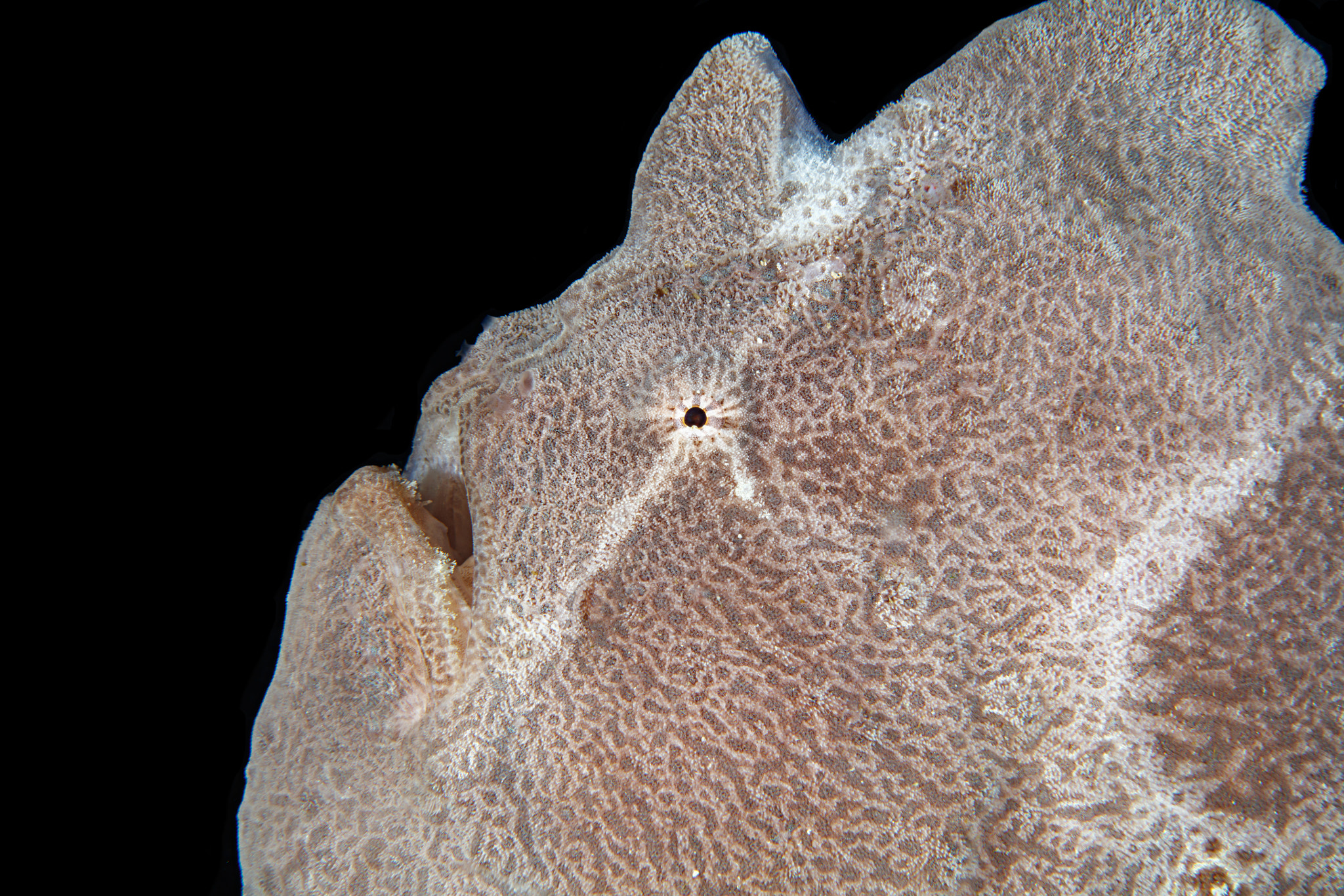 Canon EF 100mm F2.8L Macro IS USM sample photo. Frogfish, menjangan bali photography